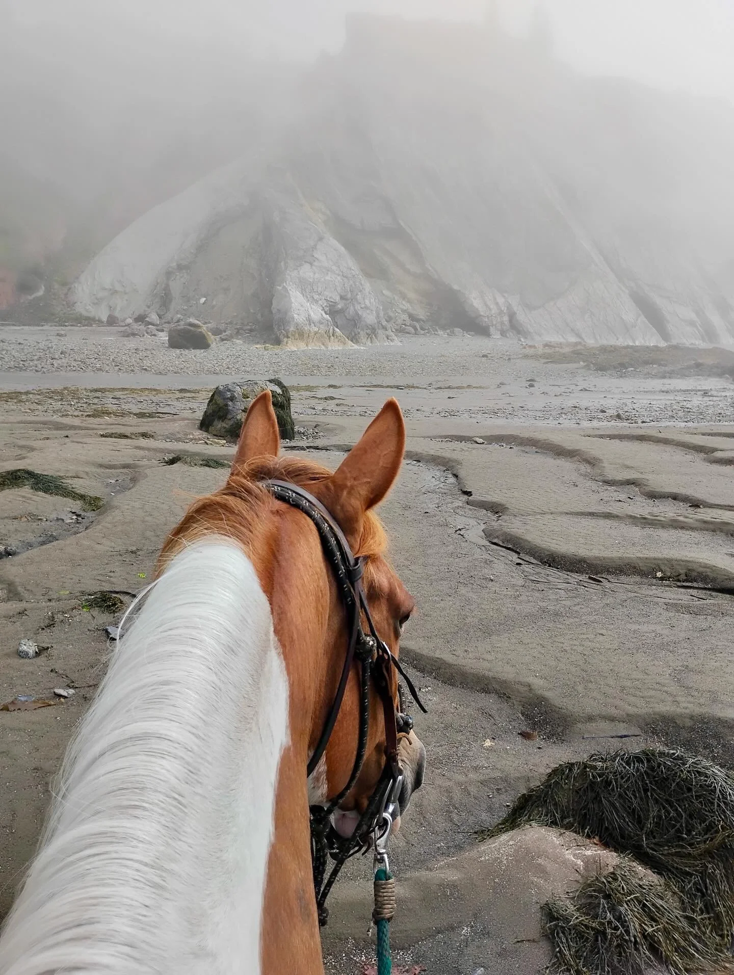 The ocean is a constant source of inspiration for my writing. But sometimes it also leaves me at a loss for words. 

1/2 - Riding in the #bayoffundy at low tide with @robertgskinner and @spiritreinsranch 

3 - #acadianationalpark 

4/5 - Our little c
