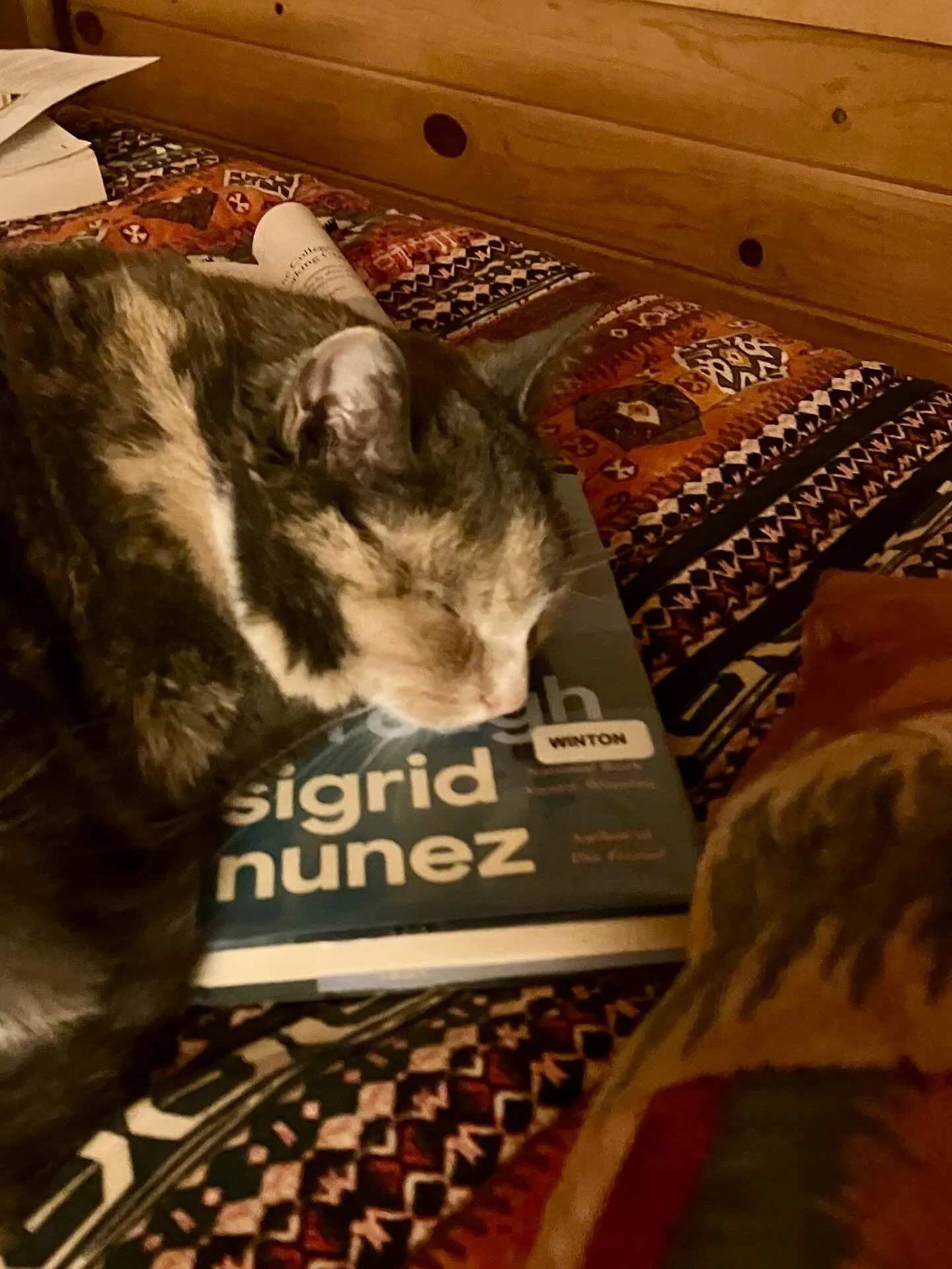 As I near the finish line of #thenightofthewhales I have to give a shout out to my most faithful writing companion, Fiona.  She has listened to just about every word I&rsquo;ve written and has never left the room. 
#writer
#calicocat