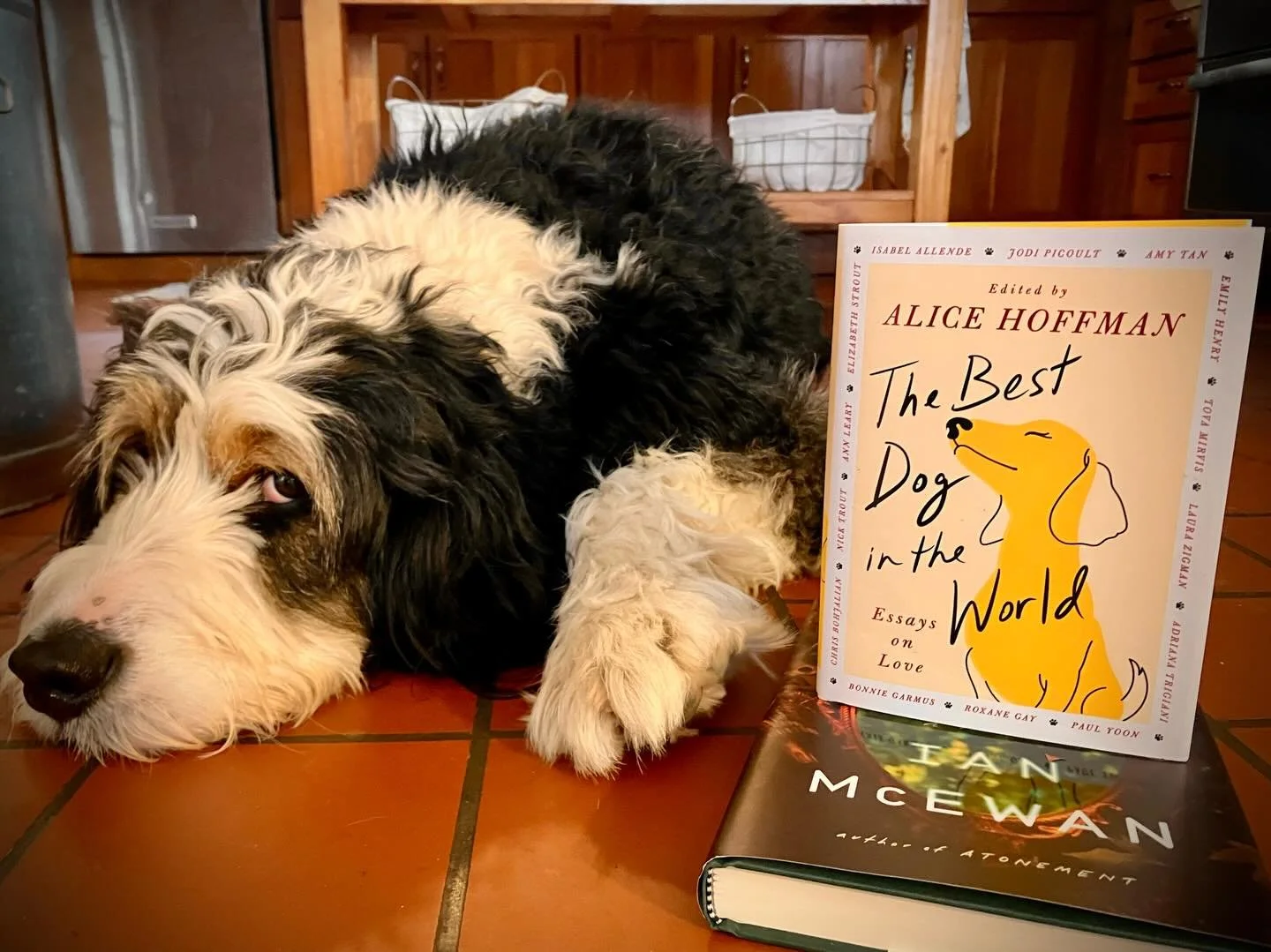 We had planned to celebrate #independentbookstoreday by taking a long walk in Mendon Ponds park and then visiting @bleakhousebookshk for the first time. The weather didn&rsquo;t cooperate, so we had to postpone the walk. But the bookshop was amazing&