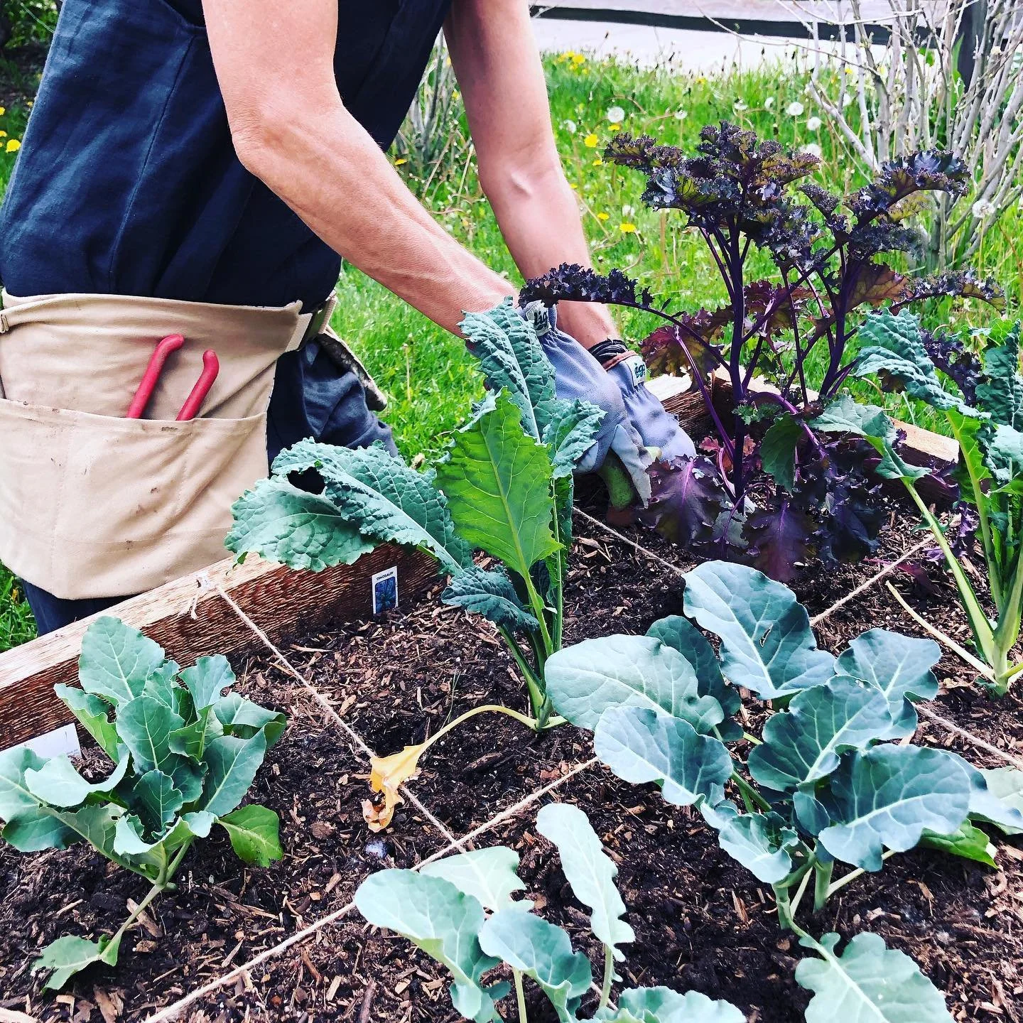 My Essential Garden Belt at work.  Keeps all my tools close!  You can get one this weekend at McGuckins, Jax and Sturtz&amp;Copeland!  Have a great weekend and enjoy!  #gardening #coloradogarden #coloradogardening #bouldermom
