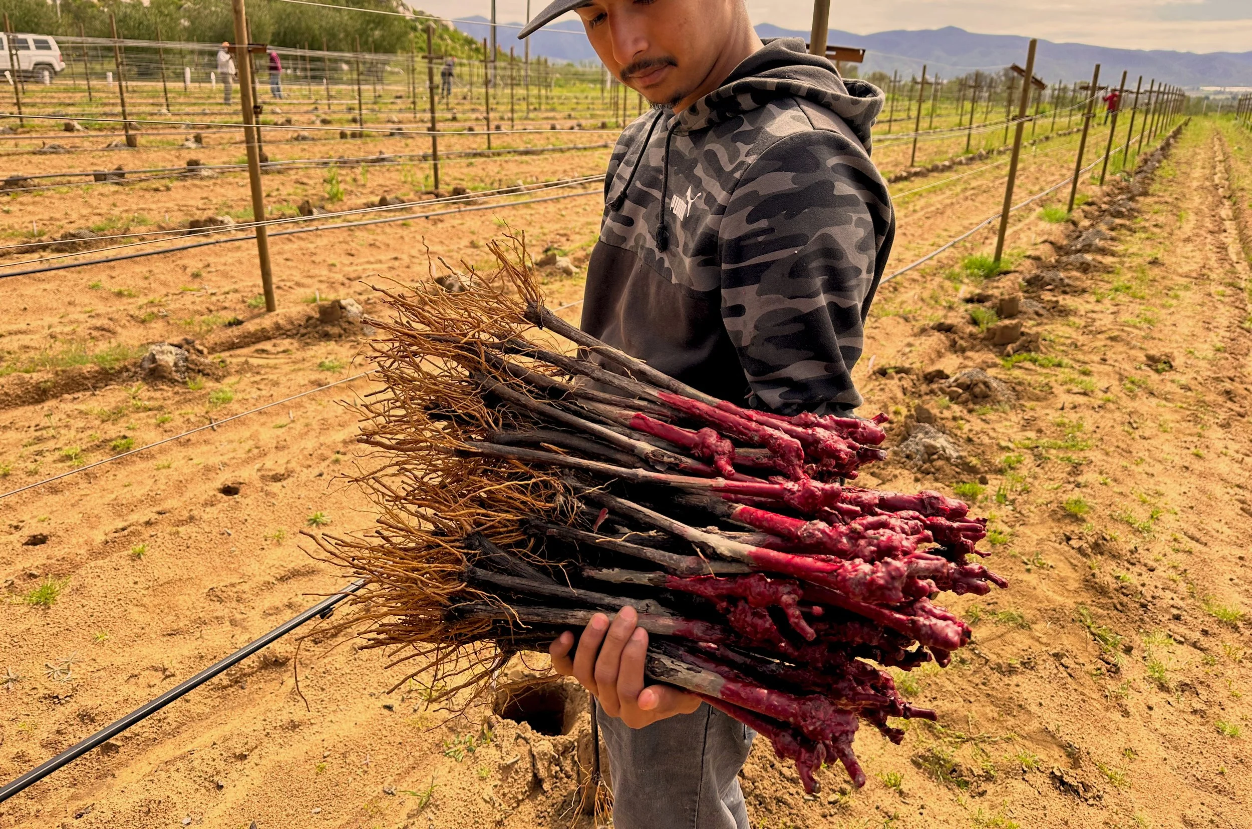 wine planting inspiracion.jpg