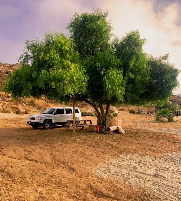 tree inspiracion filter.jpg