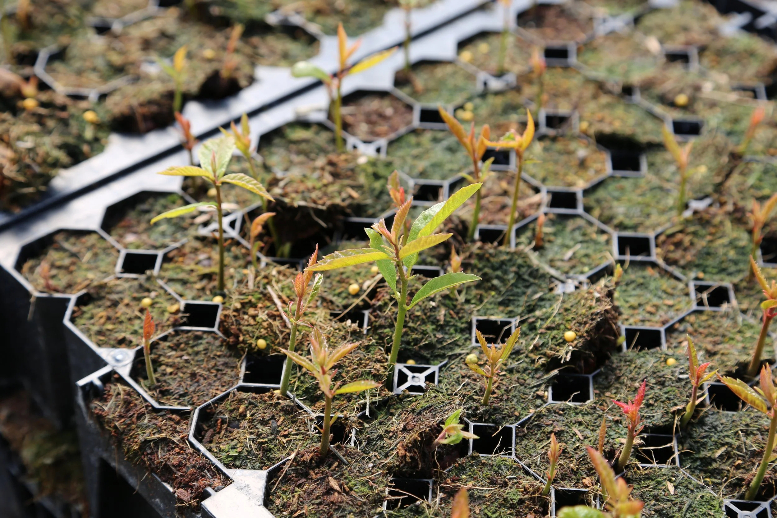 Benefits of Planting Cell Grown Trees & Hedging Rymer Trees and