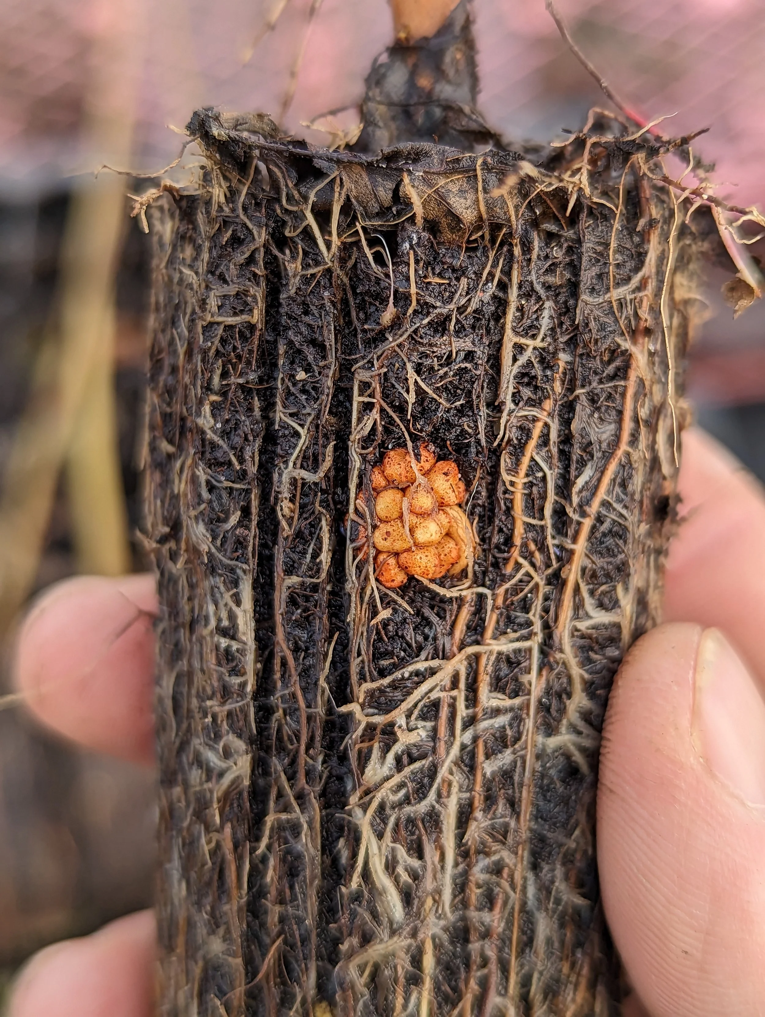 Some nitrogen fixing nodules (Frankia alni protected by some modified root tissue) on the roots of an Alnus glutinosa (alder). The UK native tree was cell grown with a peat free compost, so it looks healthy and strong.