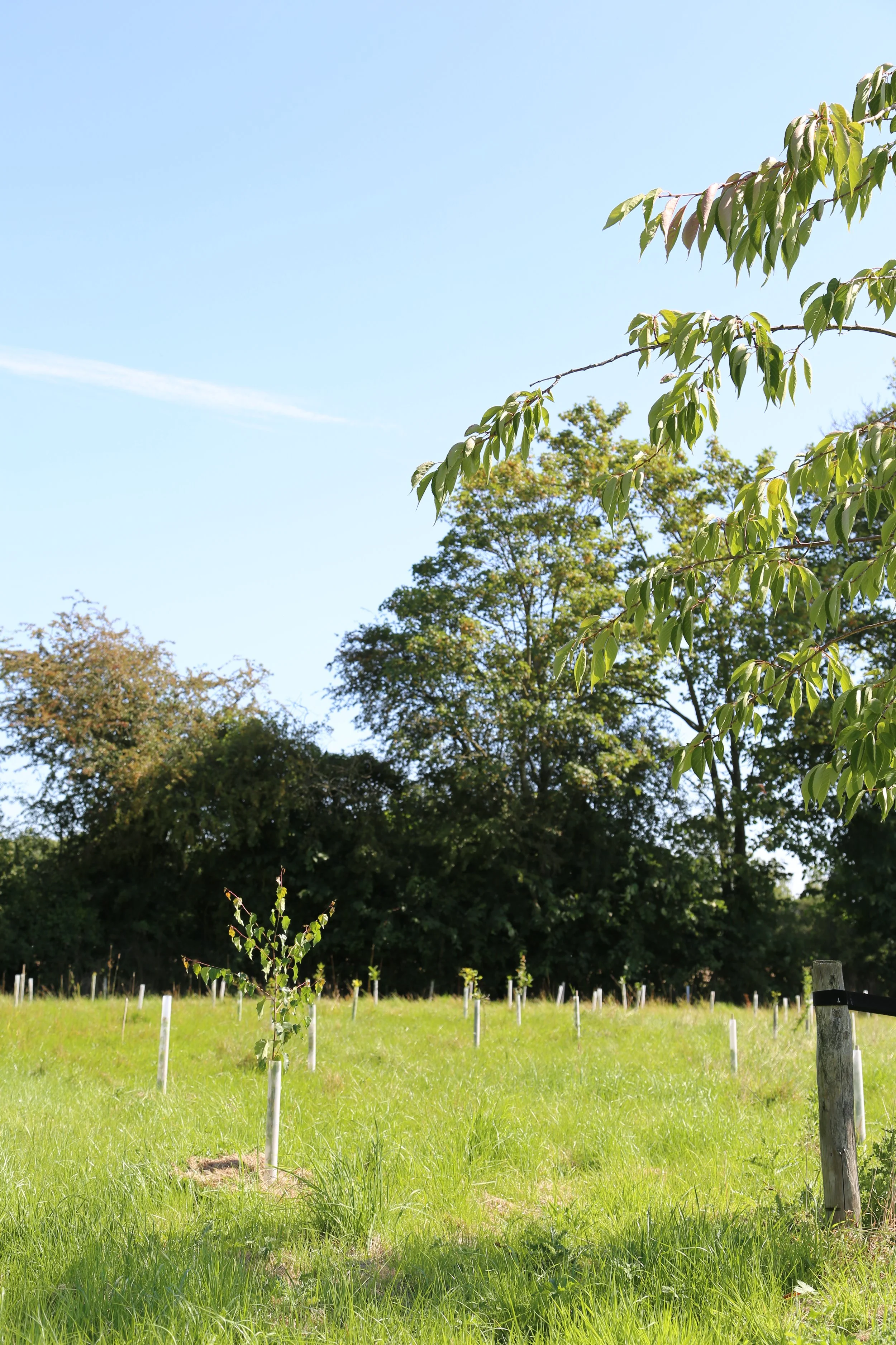 The focus is on a Betula pendula (silver birch) in a field of other trees. The UK native trees were grown in cells and in peat free compost. They're all over 1 metre, and the silver birch is shoulder height despite only being planted 7 months prior.