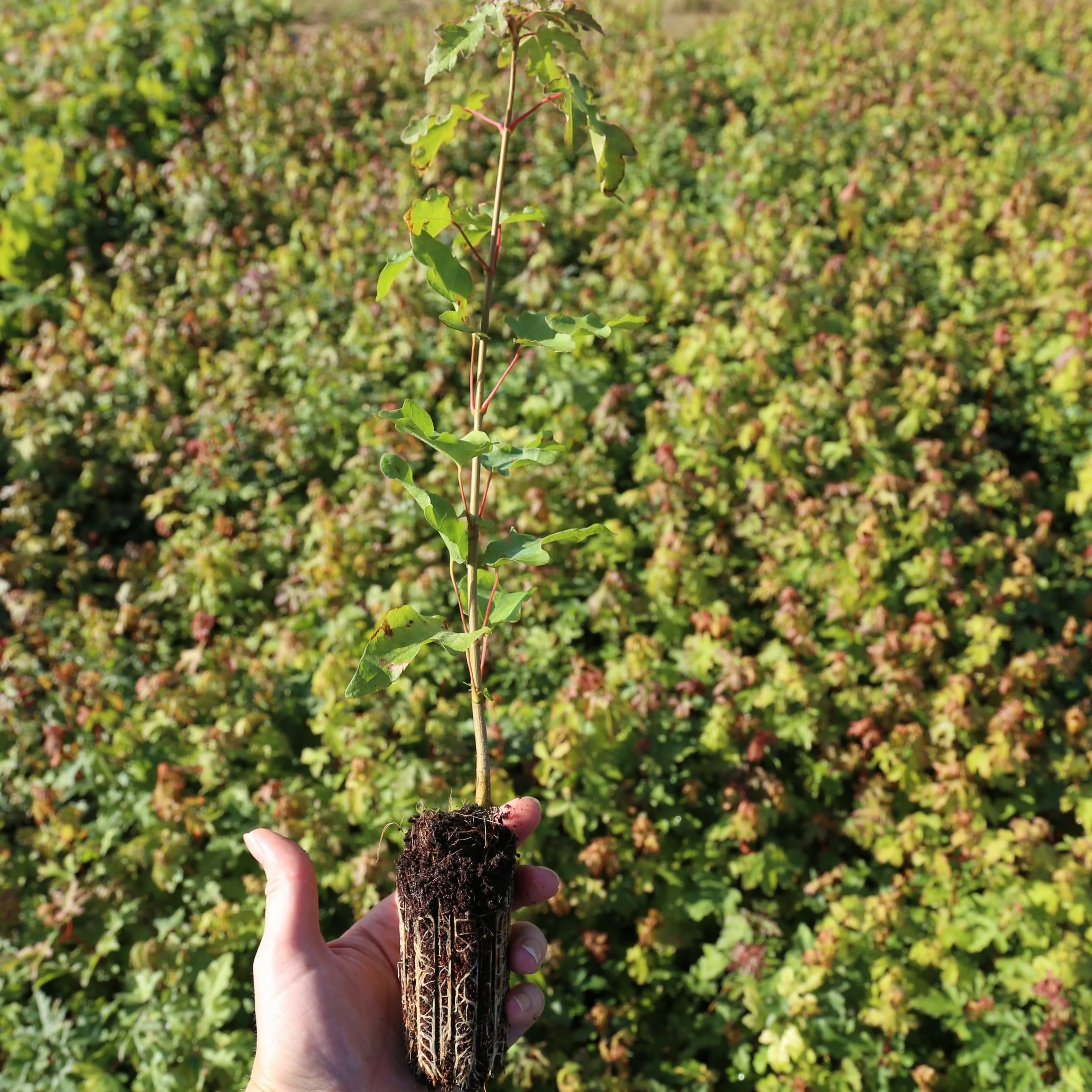 An Acer campestre (field maple) being held on its own in front of thousands of others. These UK native trees are all cell grown and peat free. The root ball is on show and it looks tough and full of healthy roots