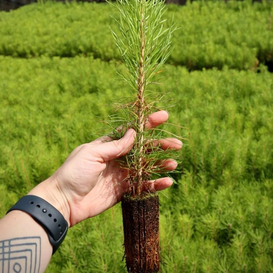 A Pinus sylvestris (scots pine) being held on its own in front of thousands of others. The UK native trees are all cell grown and peat free. The root ball is on show and it looks tough and full of healthy roots