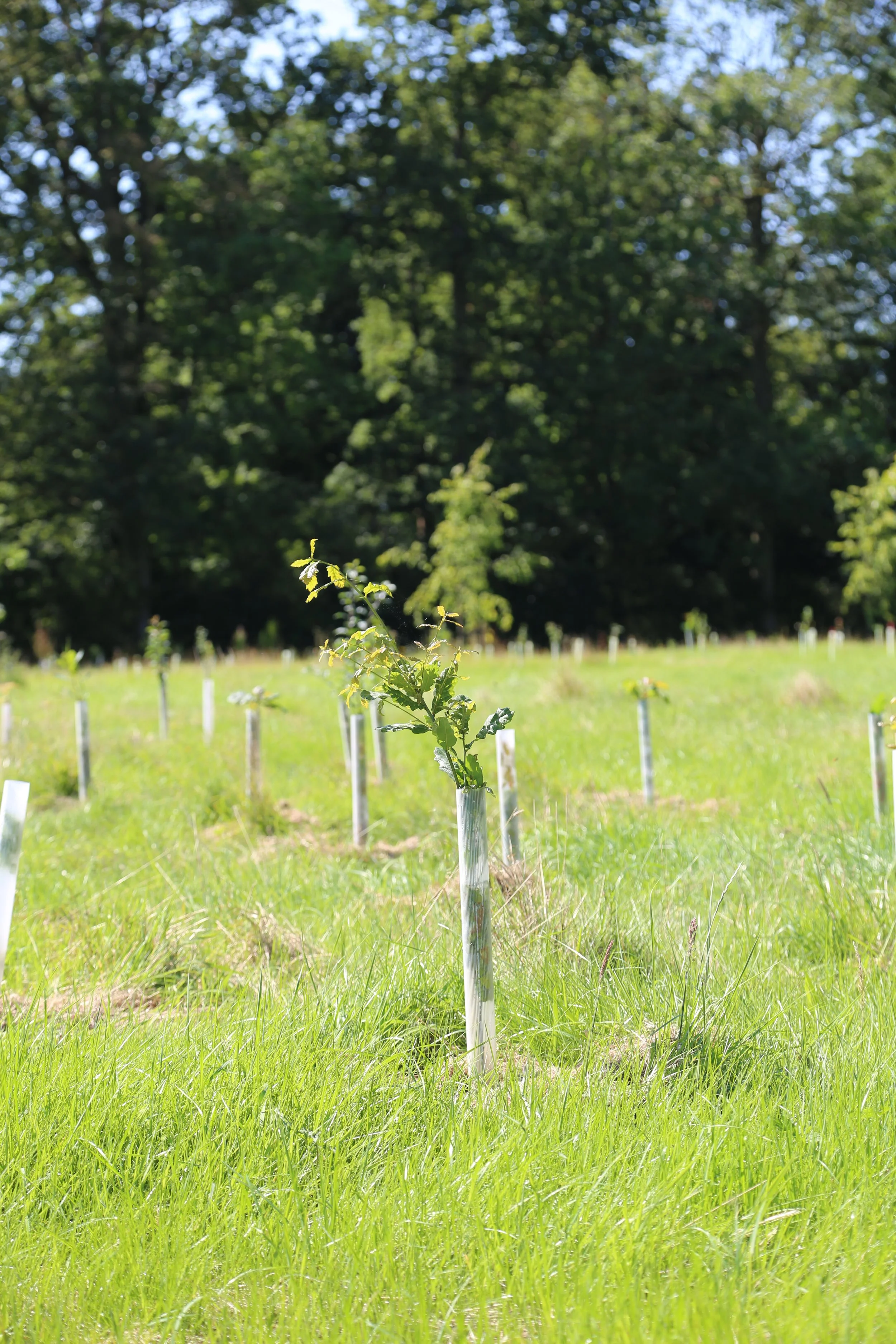 The focus is on a Quercus robur (pedunculate or English oak) in a field of young trees. These UK native trees are cell grown and grown in peat free compost. They're all over 1 metre, the oak is shoulder height despite being planted 7 months prior