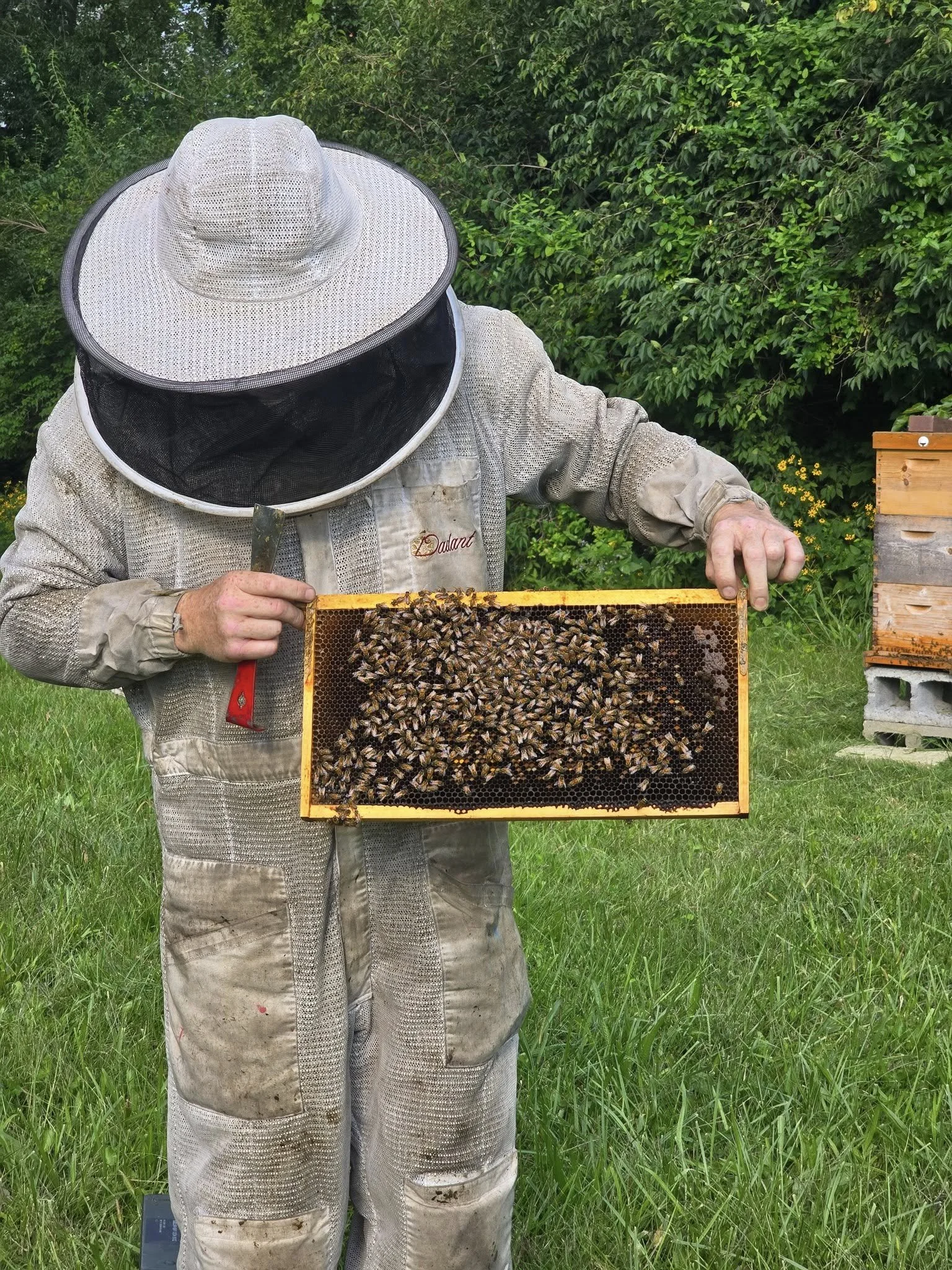 bee.jpg
