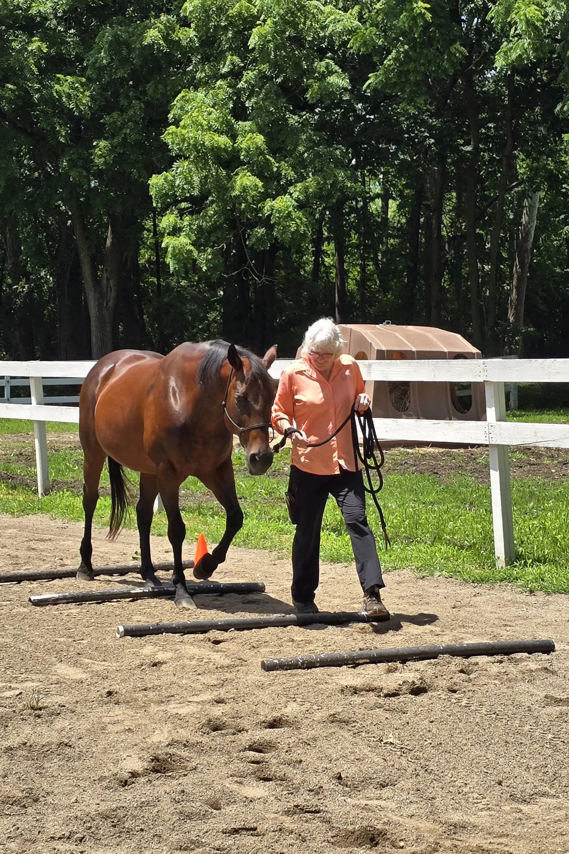 Horse Handling 101