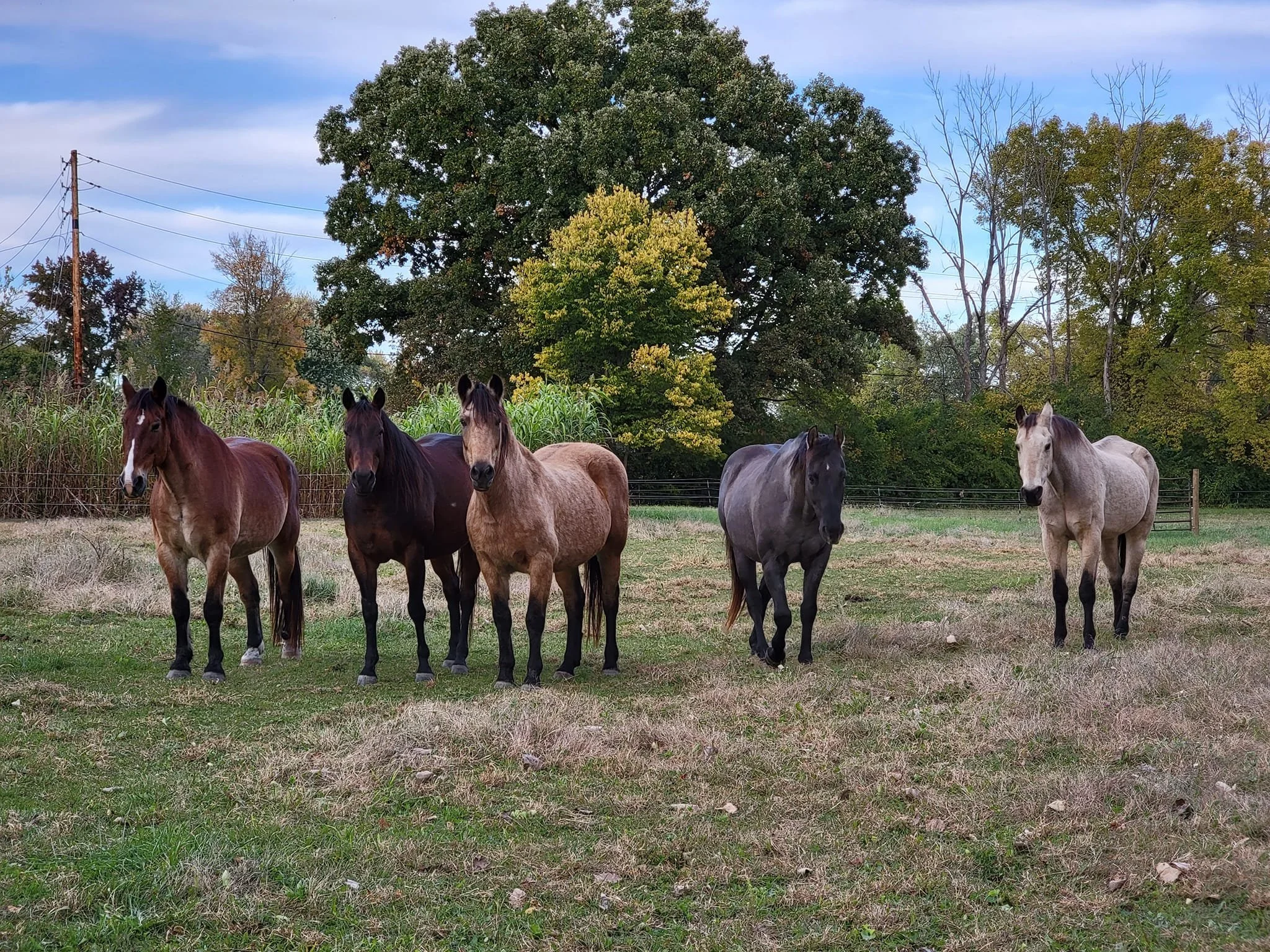 horses.jpg