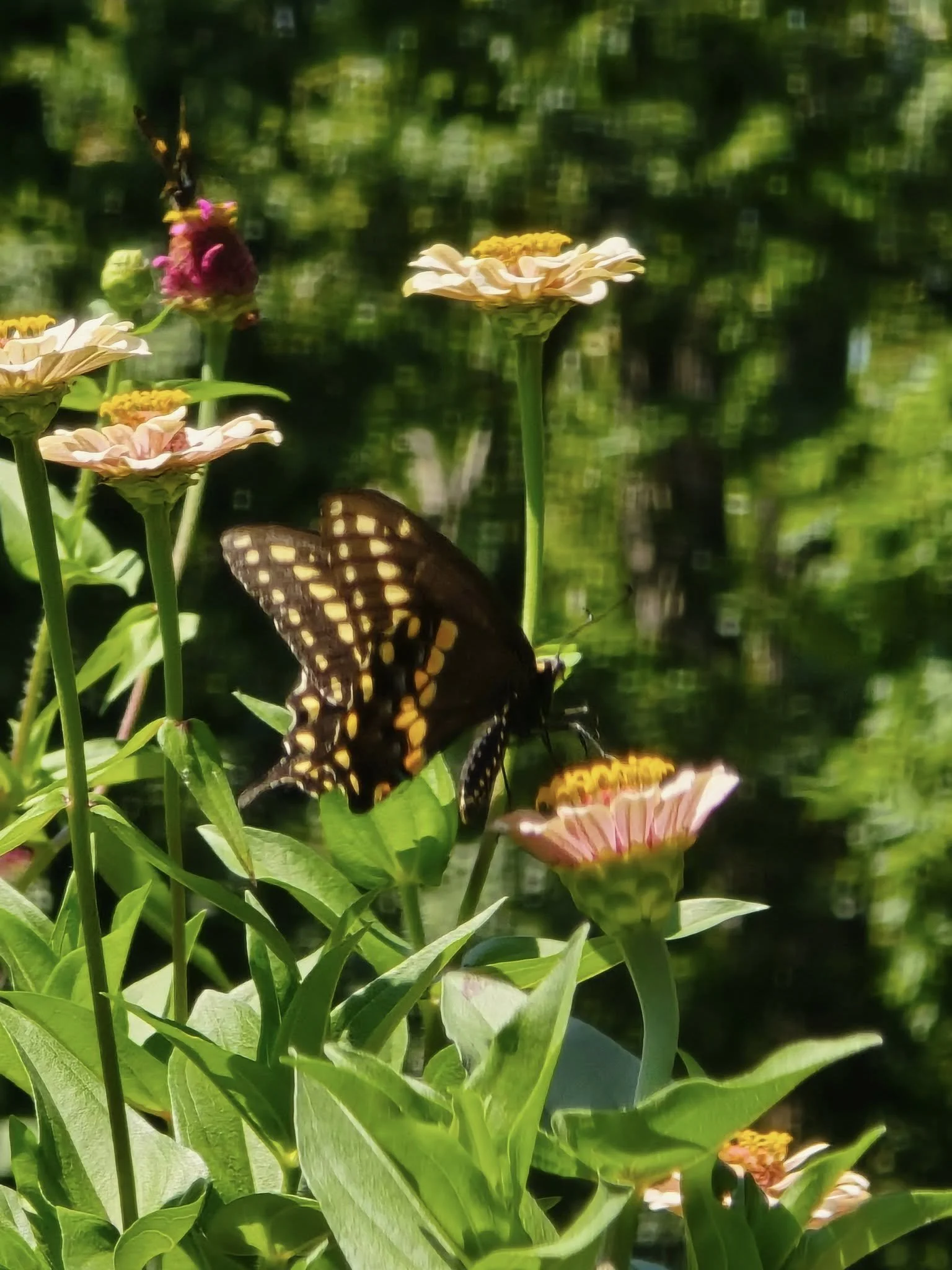 butterfly2.jpg