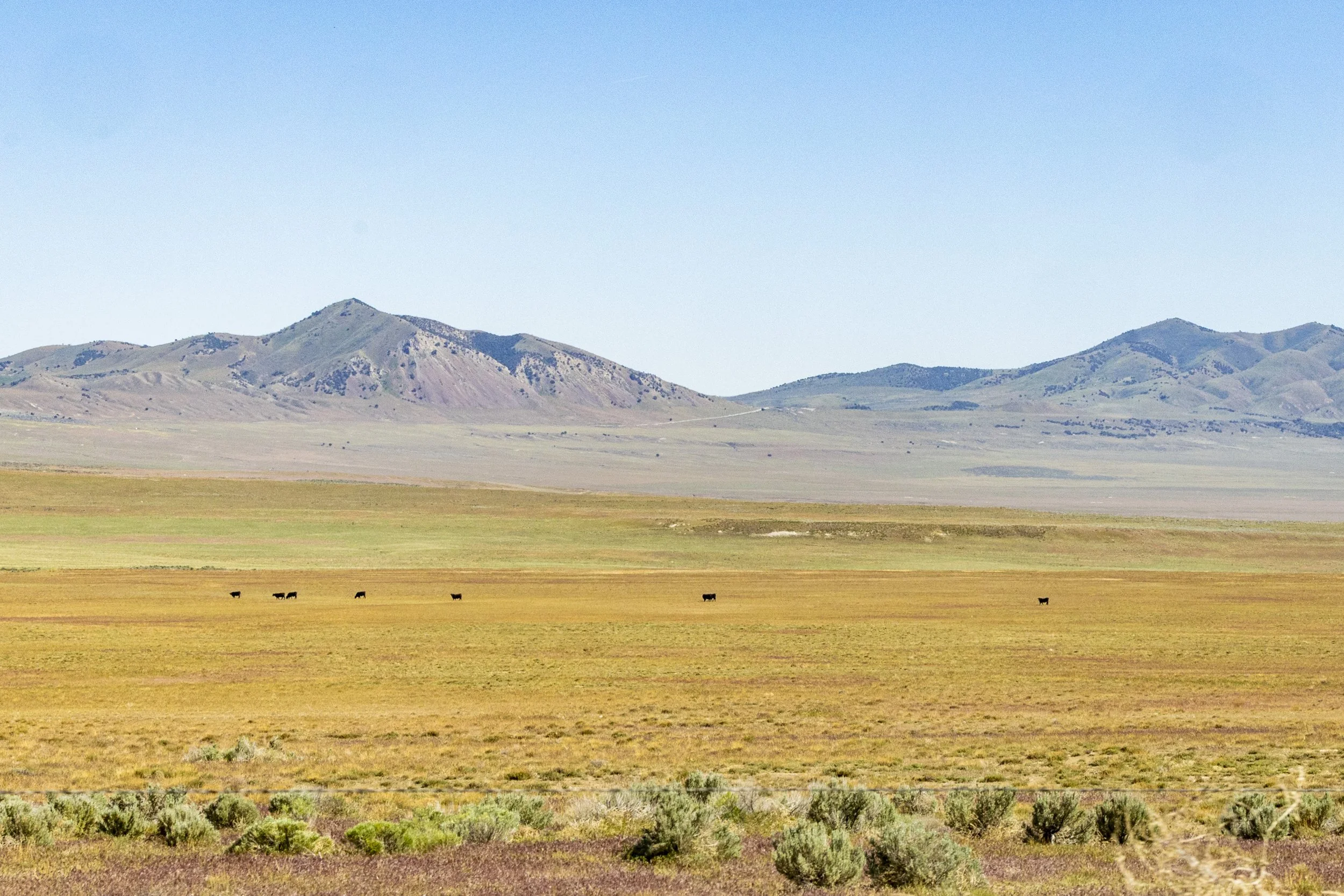 Open rangeland with grazing cattle and distant mountains in Hansel Valley, Box Elder County, the site of MIDA's proposed Stratos data center.