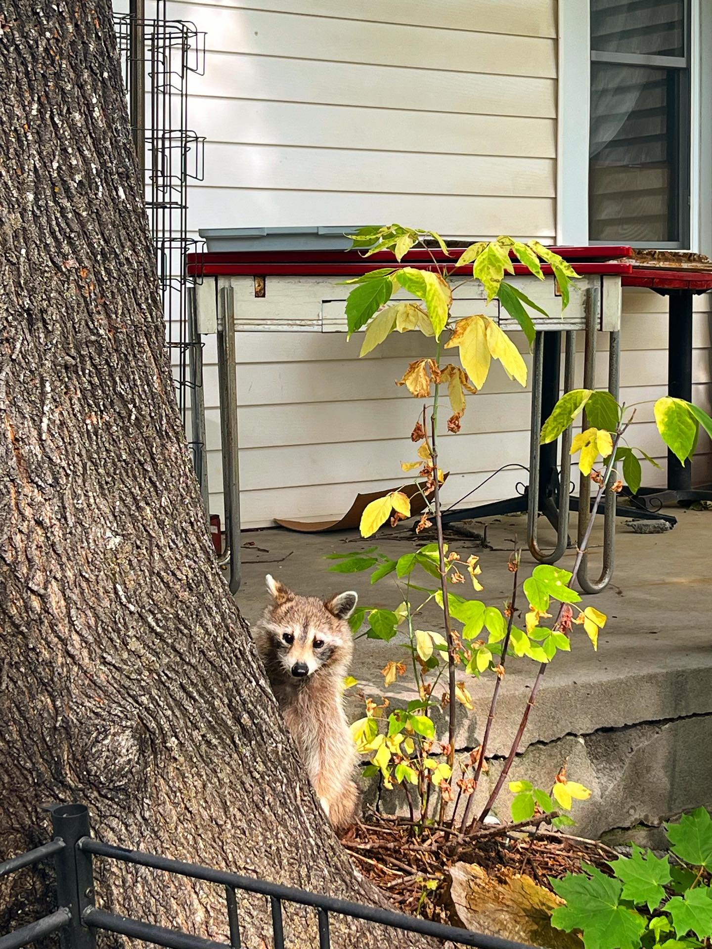 We knew this L&rsquo;il Sneak was lurking in the shadows. The evidence was clear. Meet our resident trash panda, Miss Potter. We will gladly clean up after you, you cute little fuzzy beast.