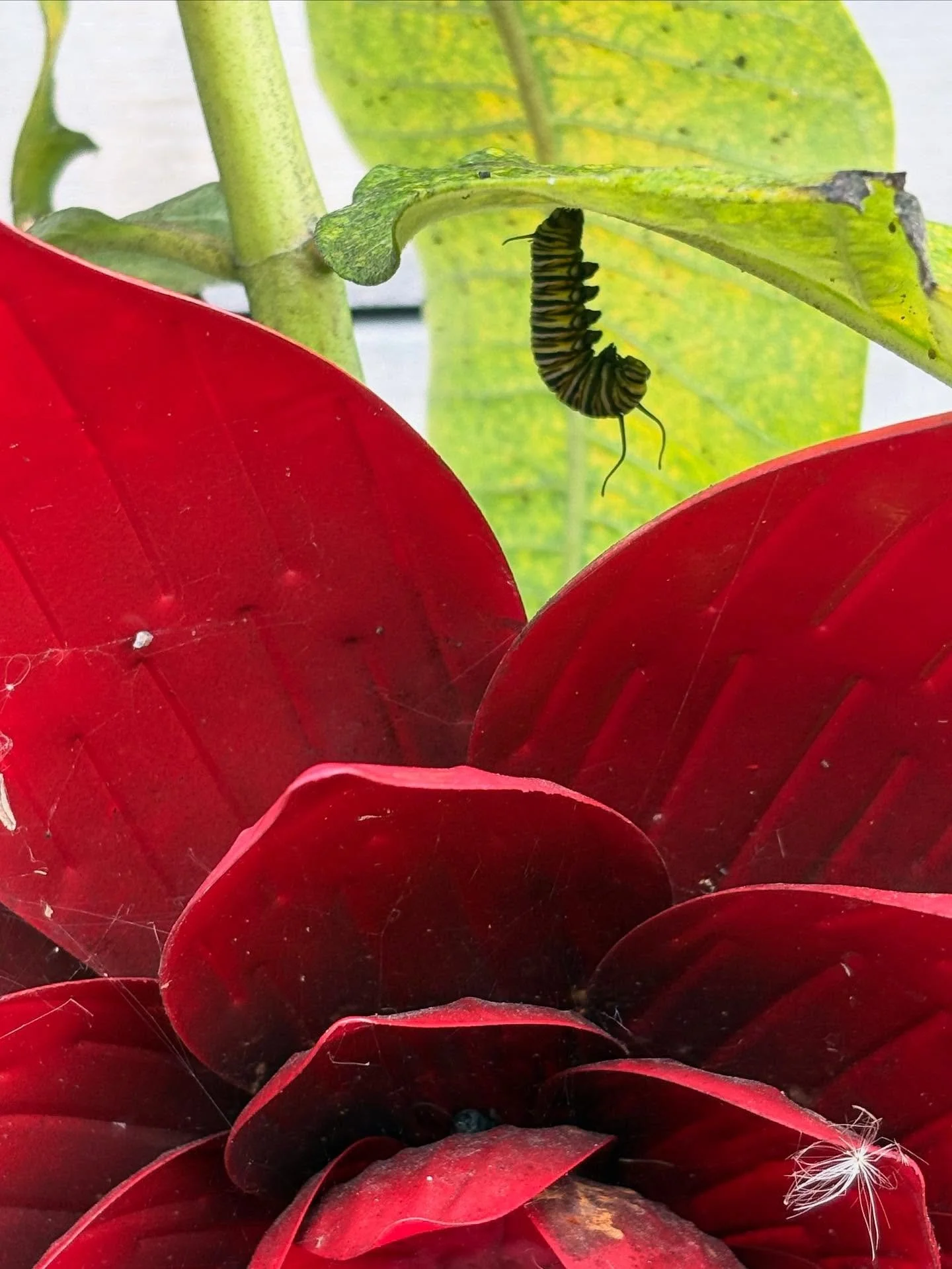 Our little Monarch bebe is growing up!