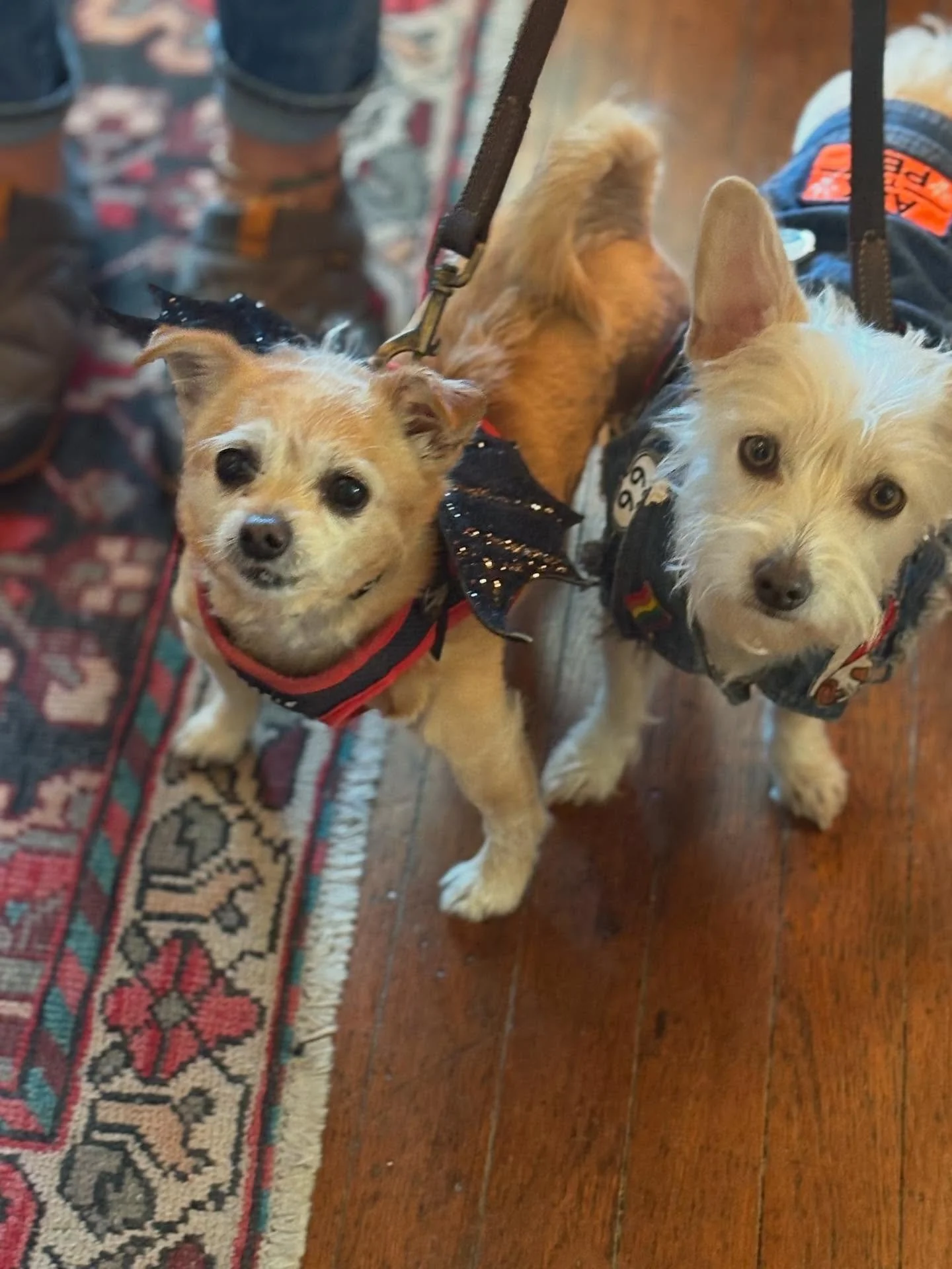 We had some adorable little visitors today! Look at these Good Boys!
Finn was sporting his bat wings and Jaxx is the cutest little biker dude!
👻🎃Please bring your costumes pets in!!