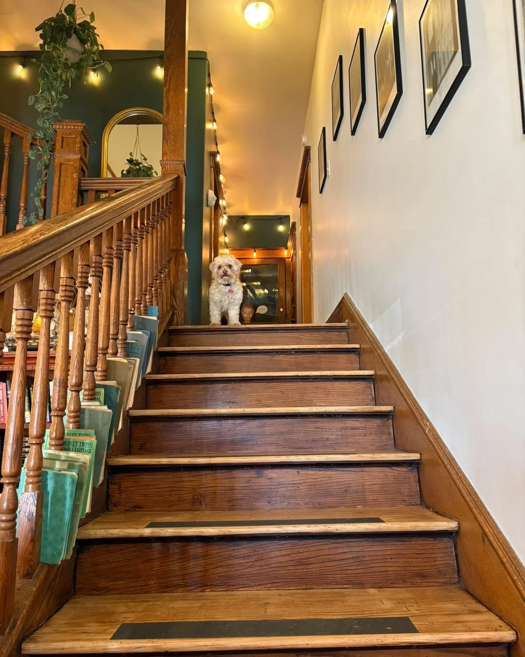 Gidget is waiting for you to join her for a chat about your new favorite book over a cup of coffee in the cafe! ☕️🐾

(Gidget will not be having coffee but she will be enjoying her antler)