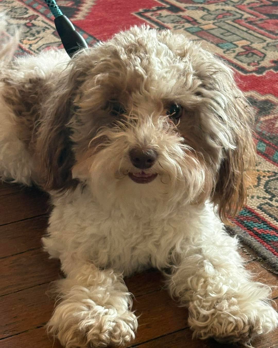 We love our special animal visitors! This little floof was so happy to be at The Book House! He was smiling just like this the entirety of his visit. #floydva #independentbookstore #dogsofinstagram #dogdayout #visitfloydva