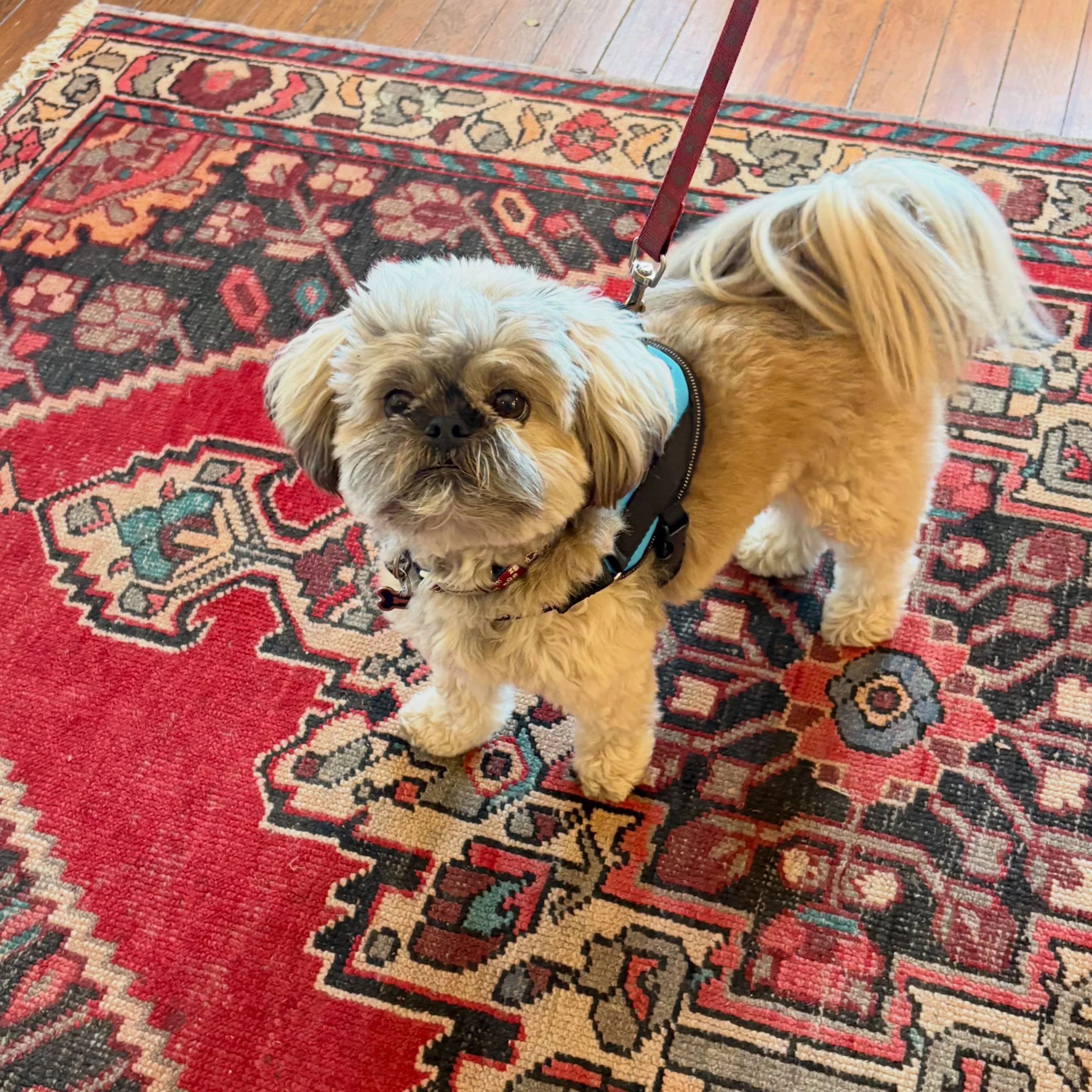 Thanks for visiting us Rudy and for making our day that much sweeter. You are a Good Boy! ❤️