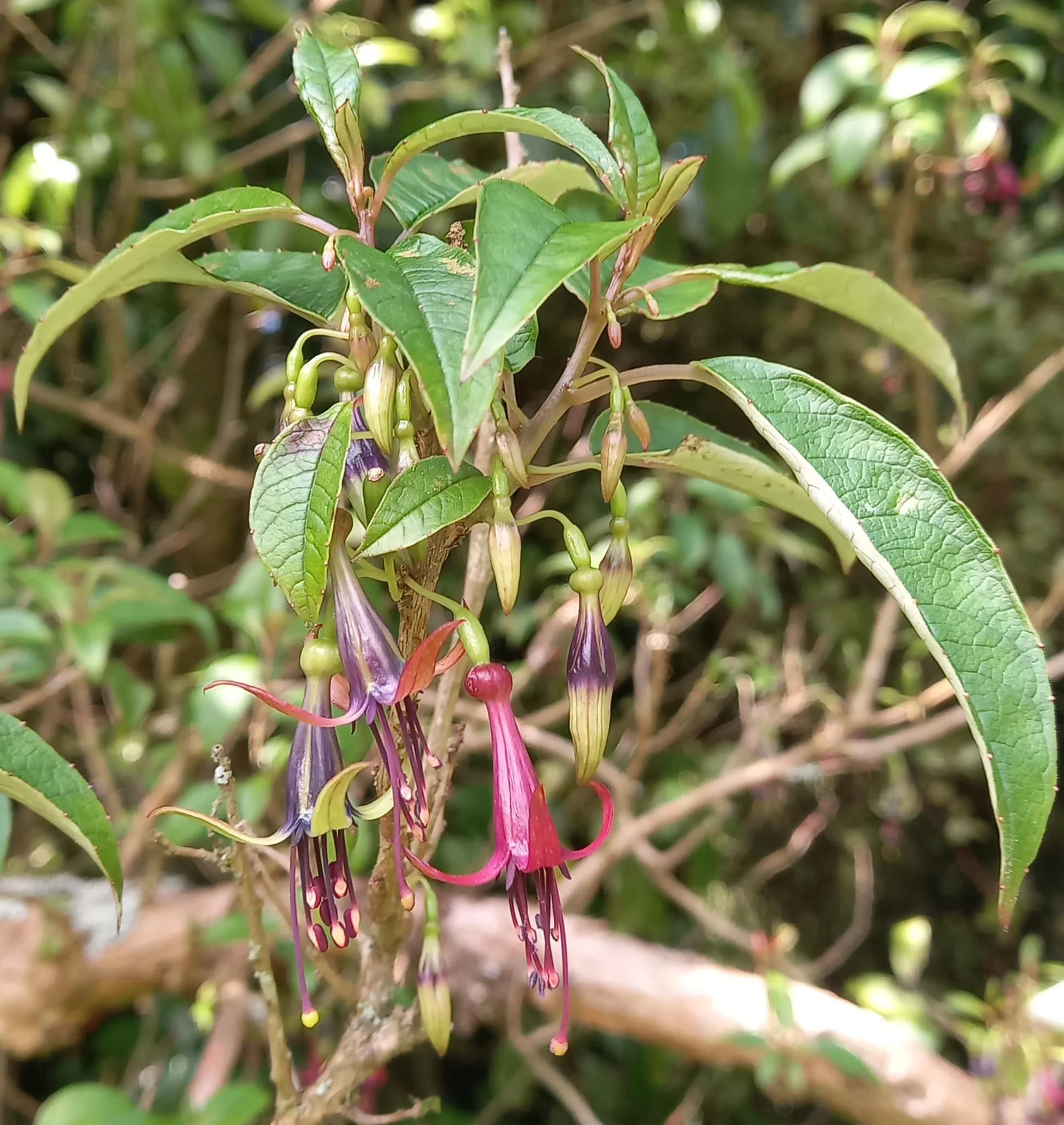 Tree fuschia.jpg