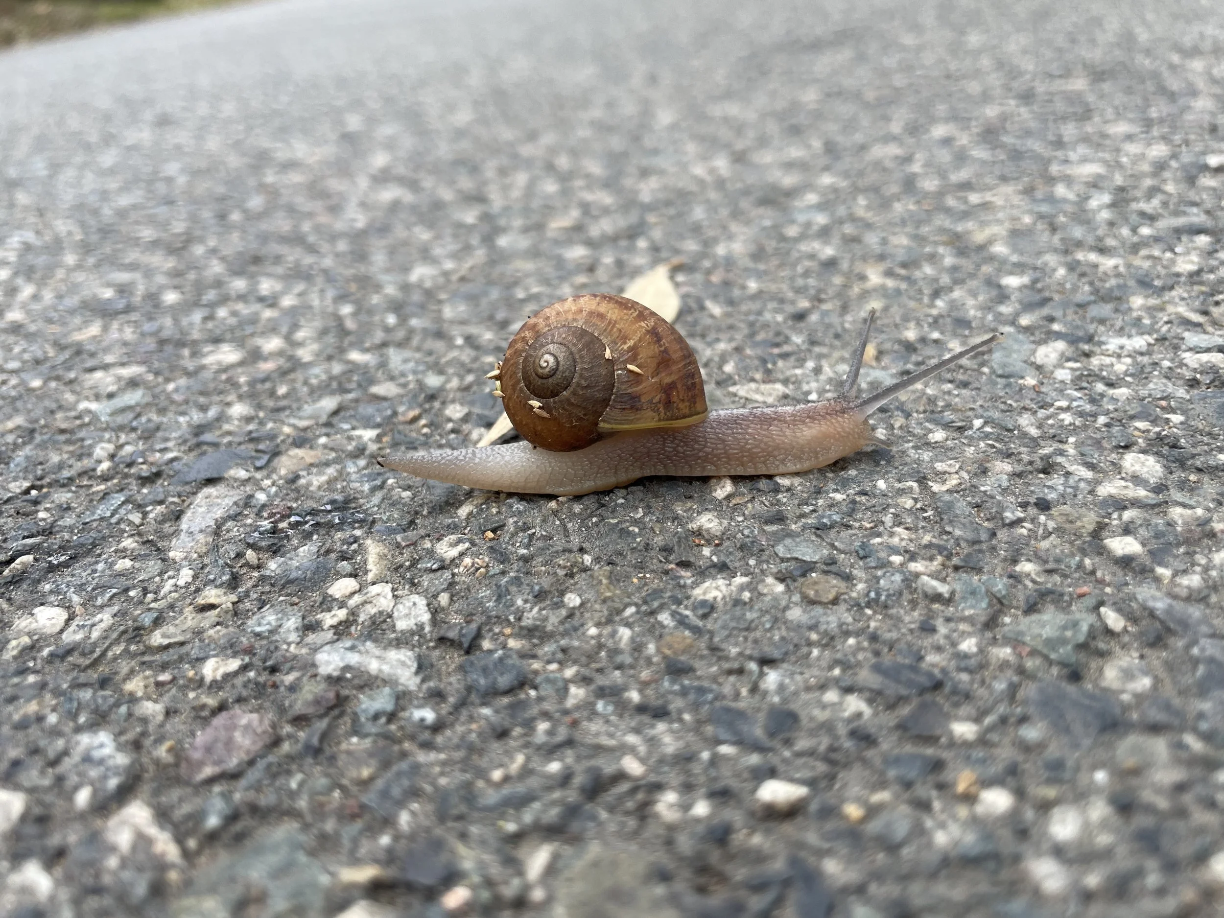 up close image of a snail on textured concrete