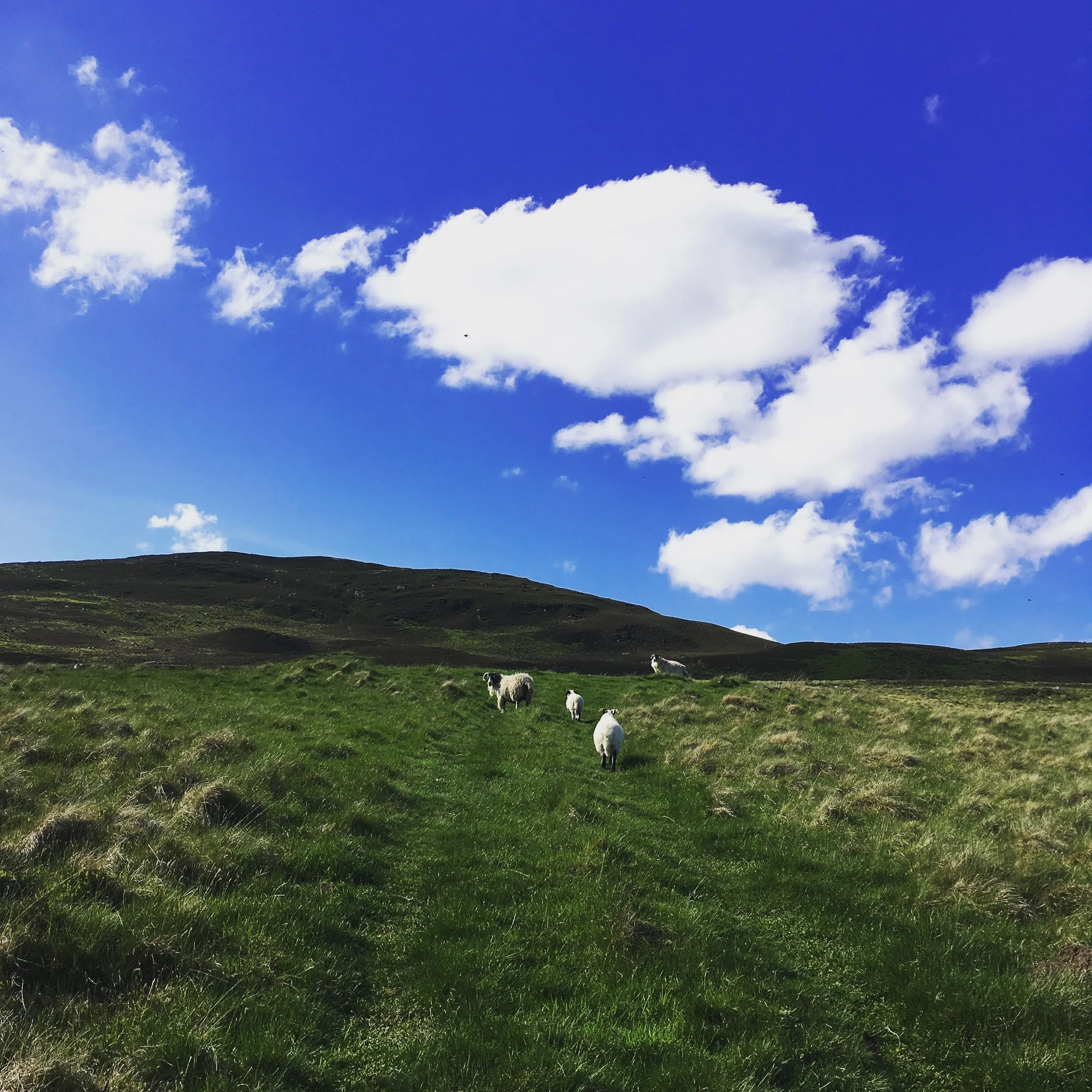 sheep in Scotland.JPG