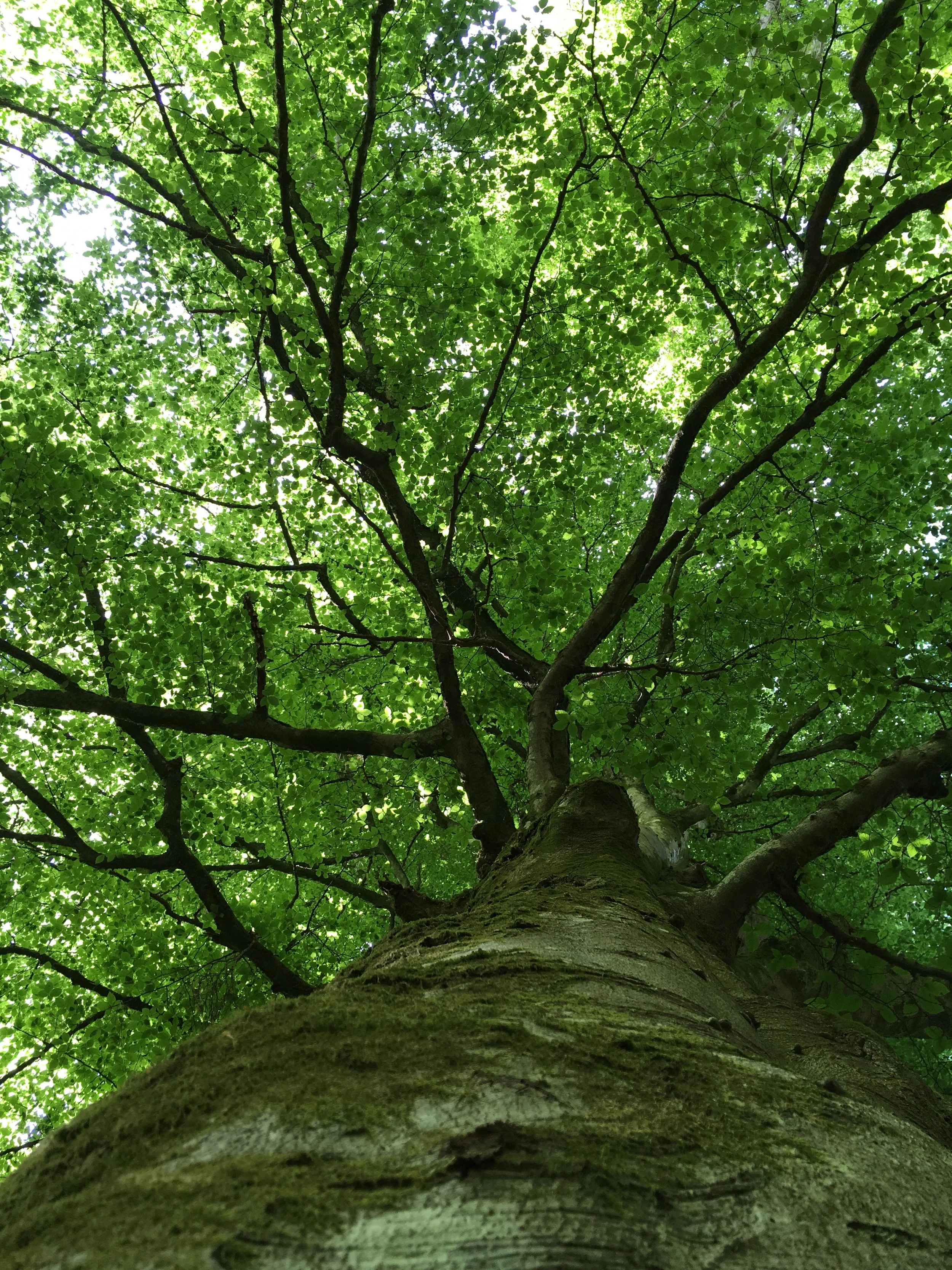 tree in Scotland.JPG