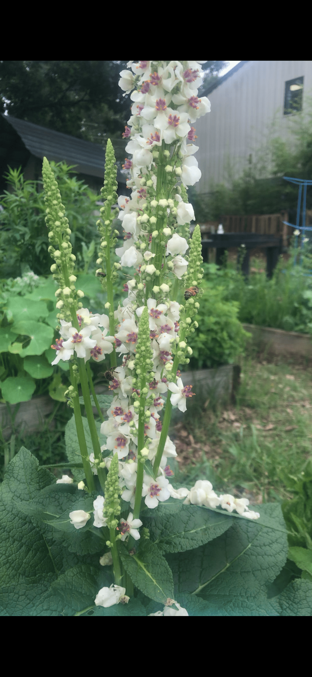 What We Grow — Garland's Garden