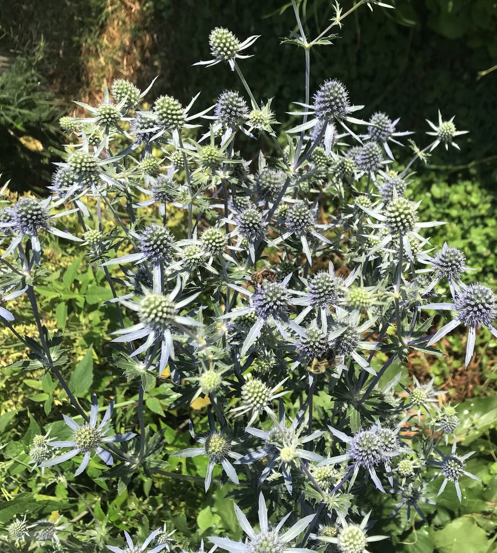 What We Grow — Garland's Garden