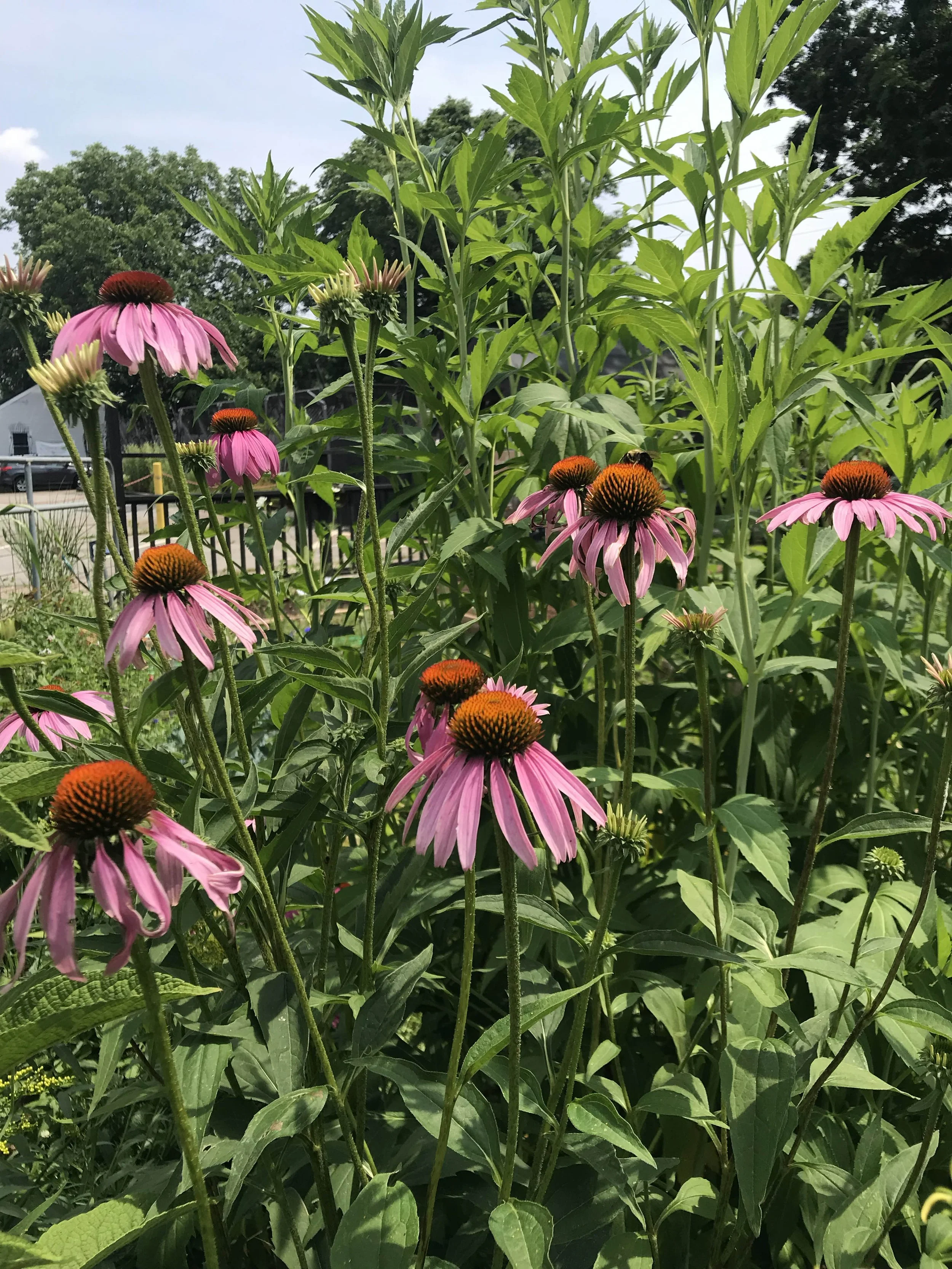 echinacea purp.jpg