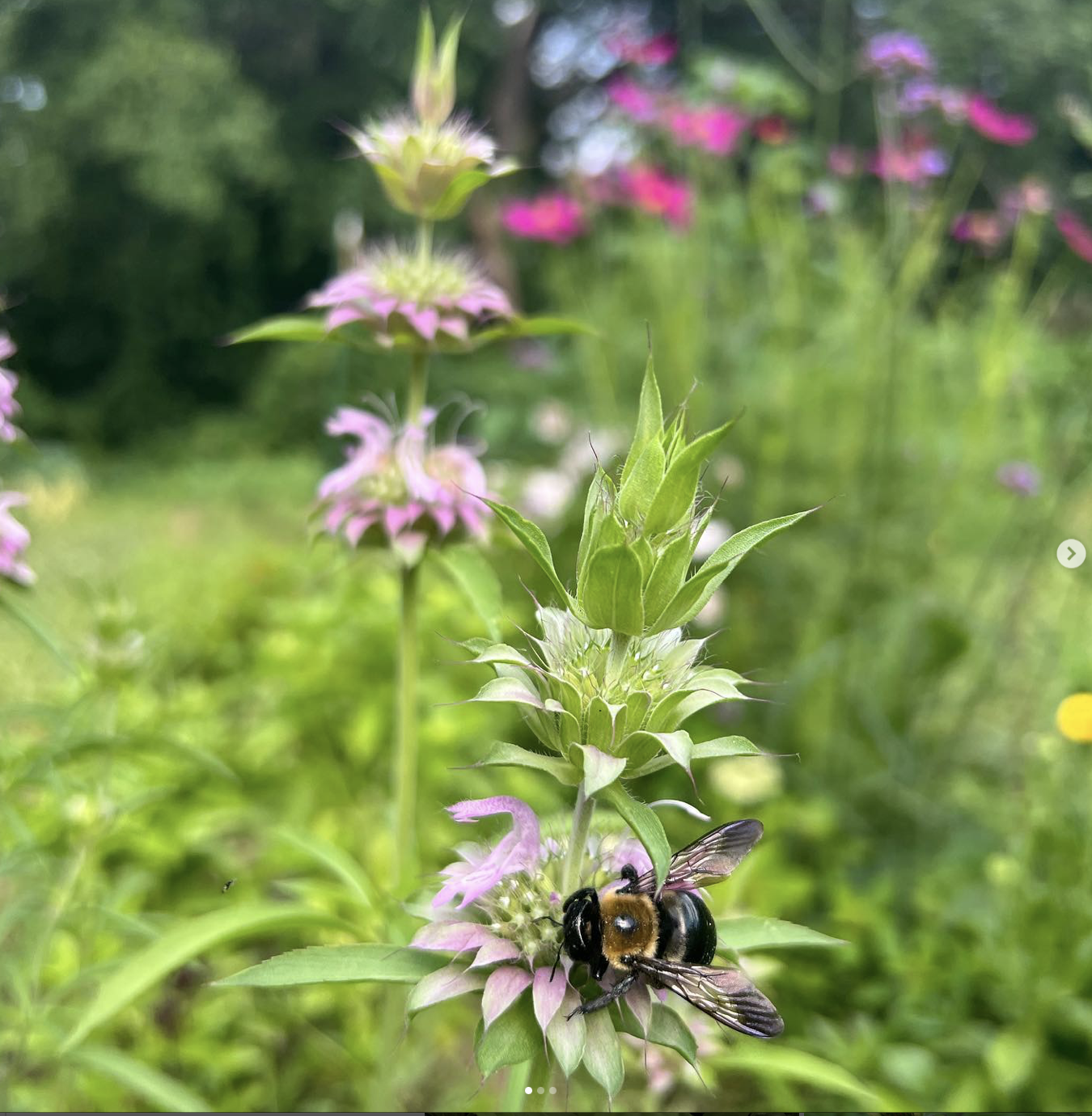 Lemon bee balm.png