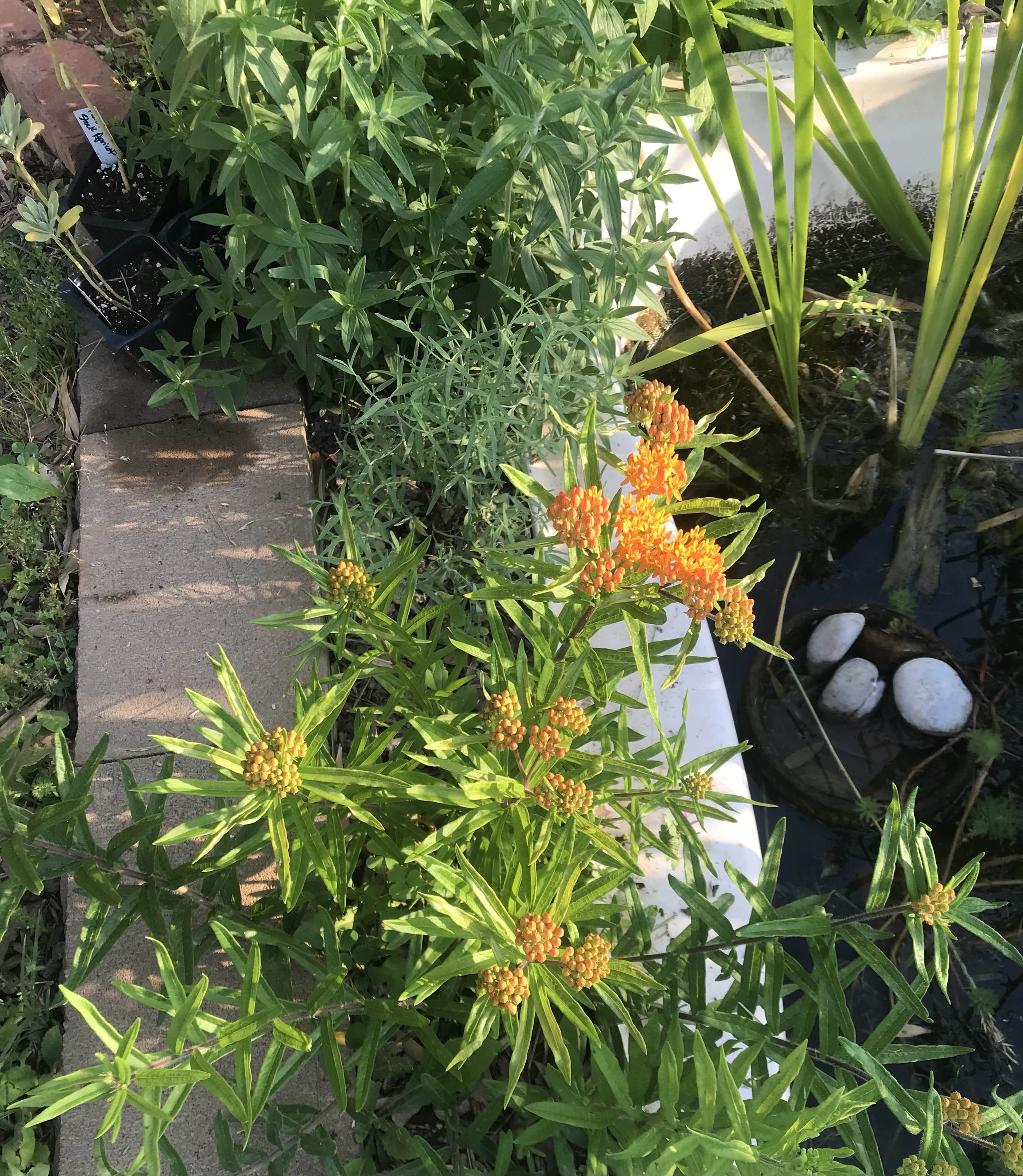 butterfly weed.jpg