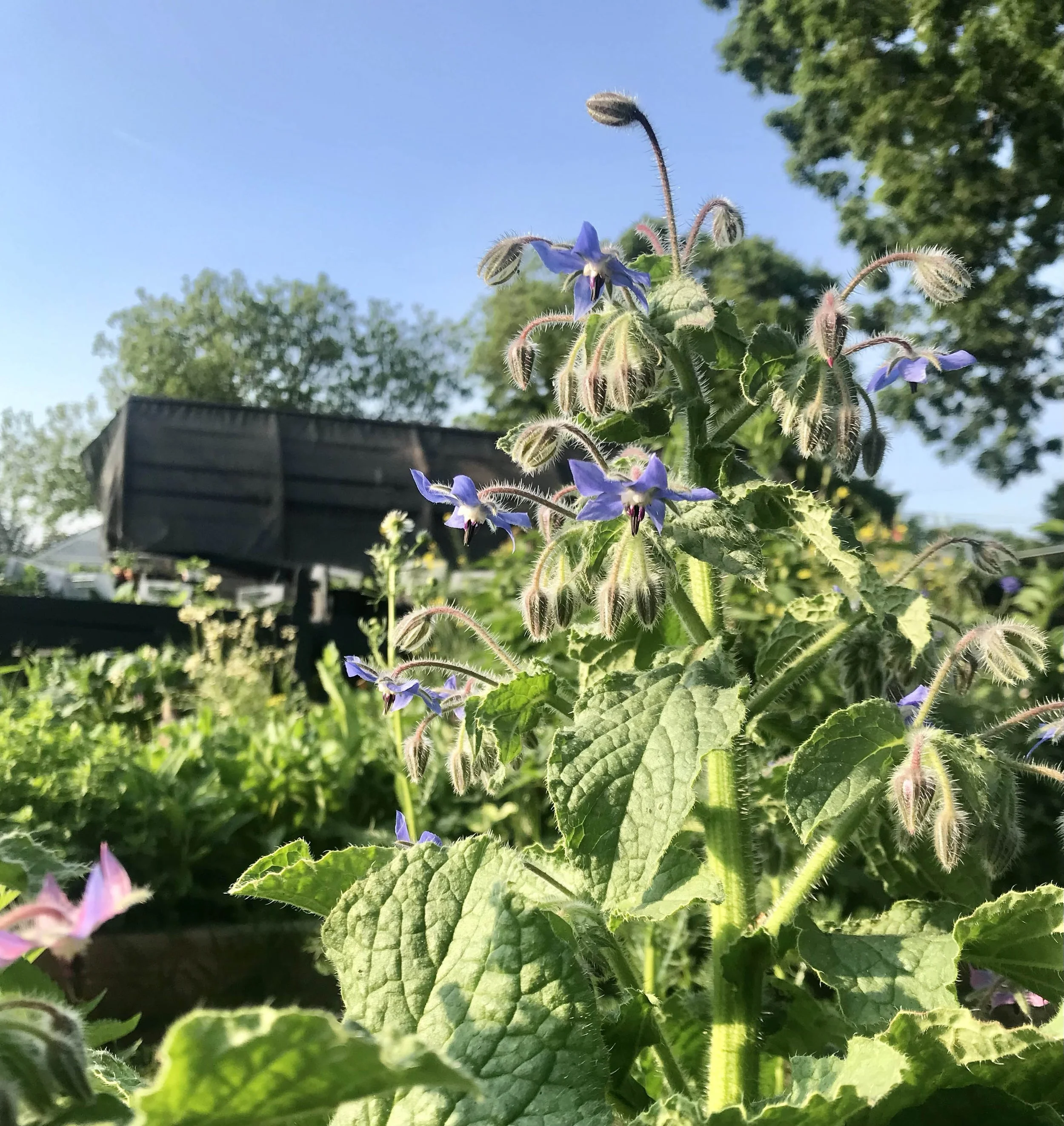 blue borage 2.jpg
