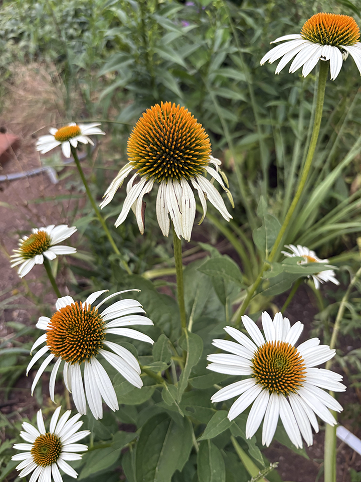What We Grow — Garland's Garden