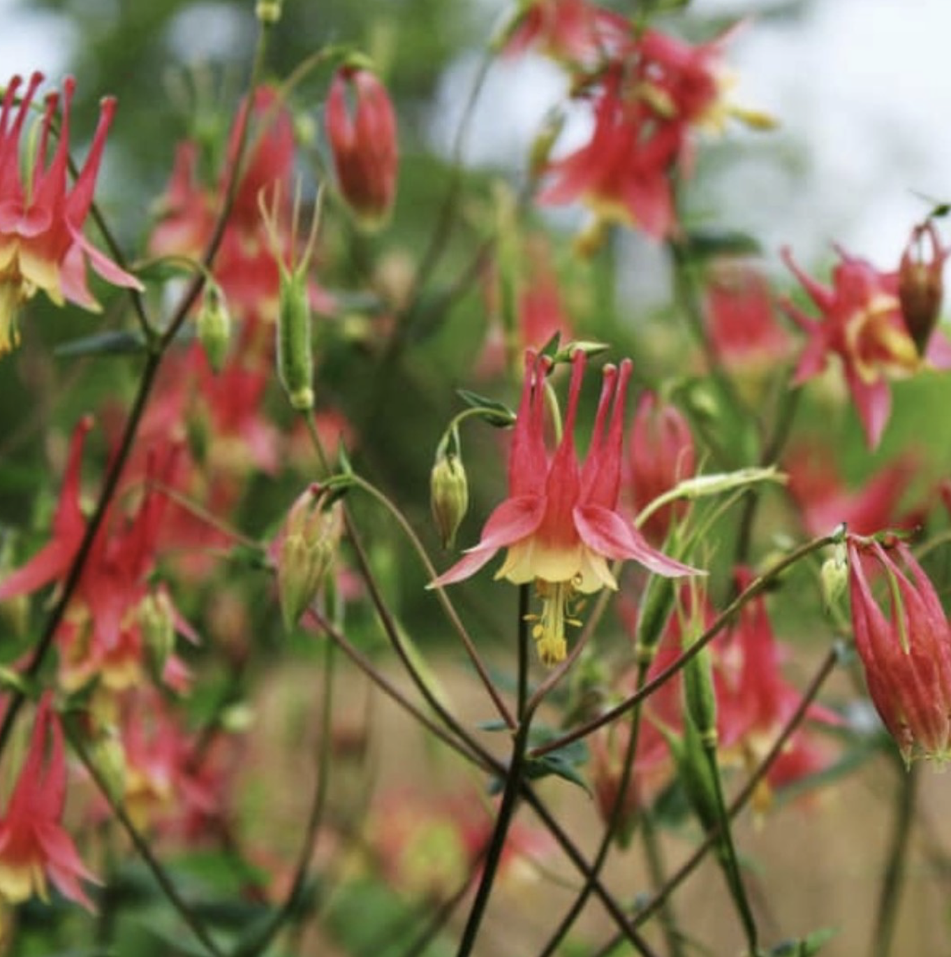aquilegia canadensis.png