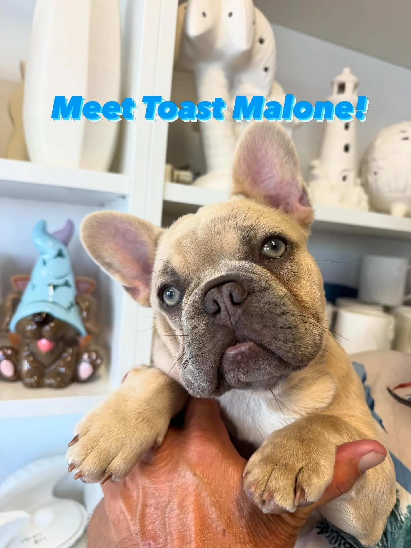 Thank you Cory from Waterbirds for bringing by Toasty to @distractionsontheisland She&rsquo;s the absolute cutest! #frenchie #puppy #ami #holmesbeach #pottery