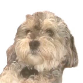 Close-up of a curly-haired dog with a dark nose and expressive eyes