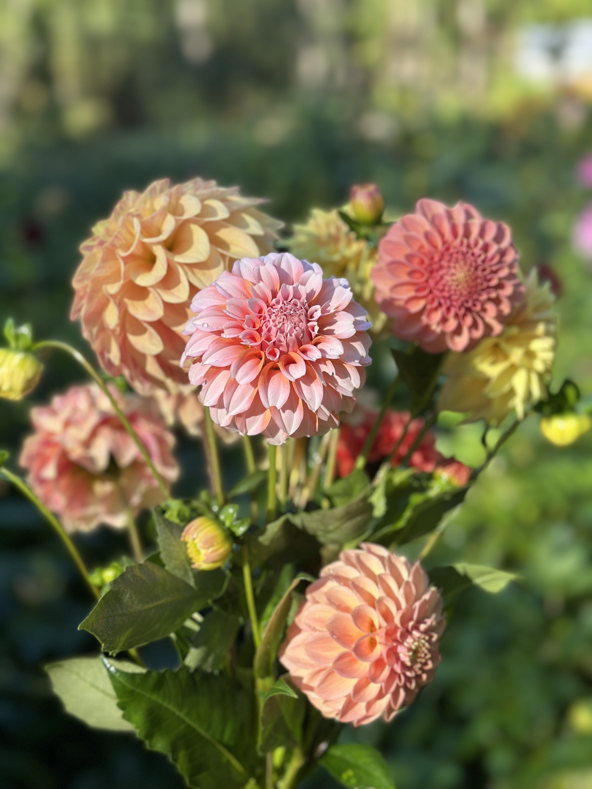 Design with Dahlias Workshop, Wednesday Oct. 28, 6-7:30PM