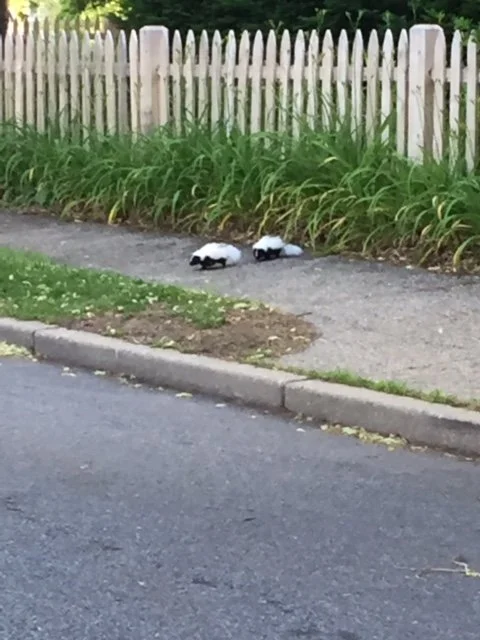 skunks.JPG