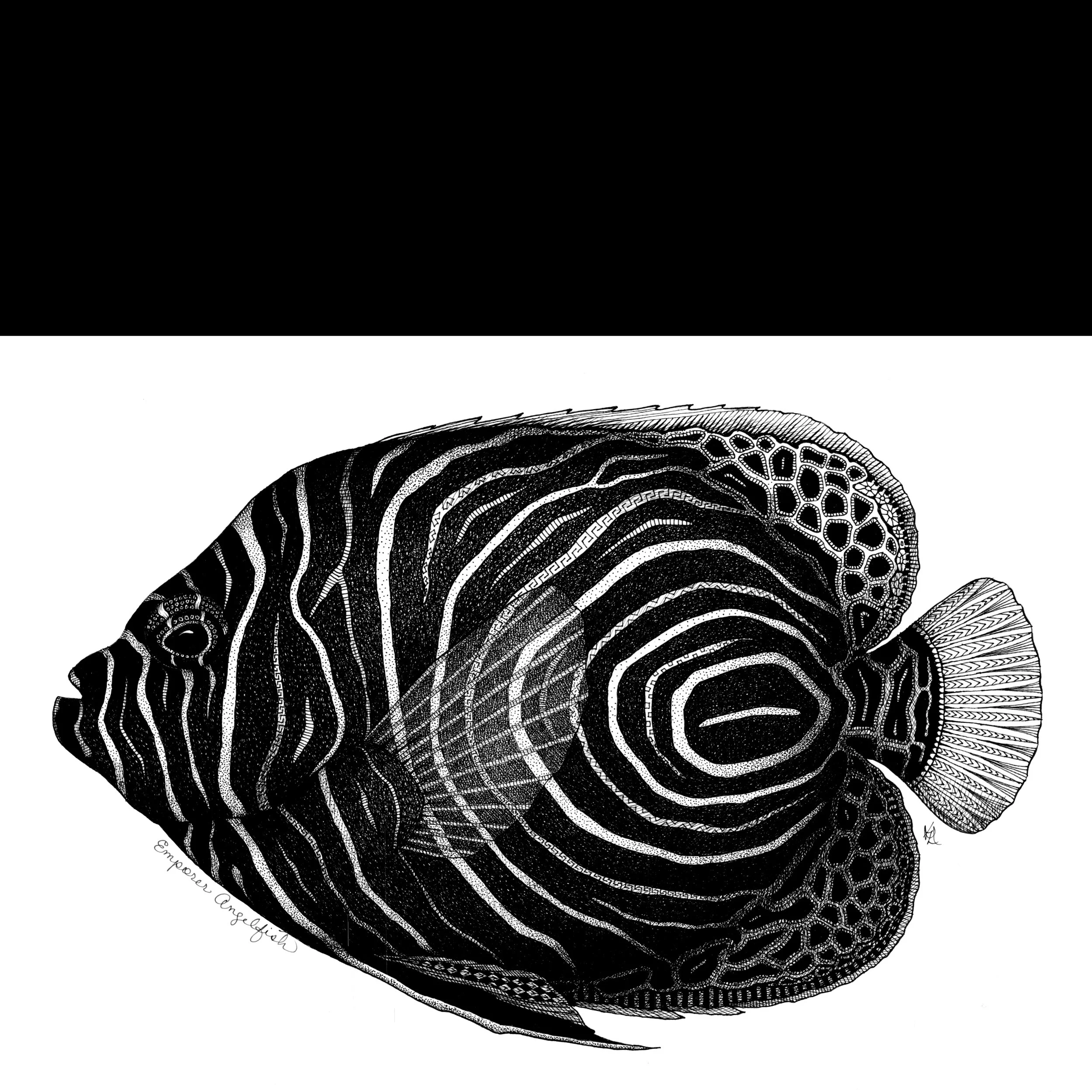 KRISTIN MOGER ART - Store- All work - Emperor Angelfish Ink Drawing