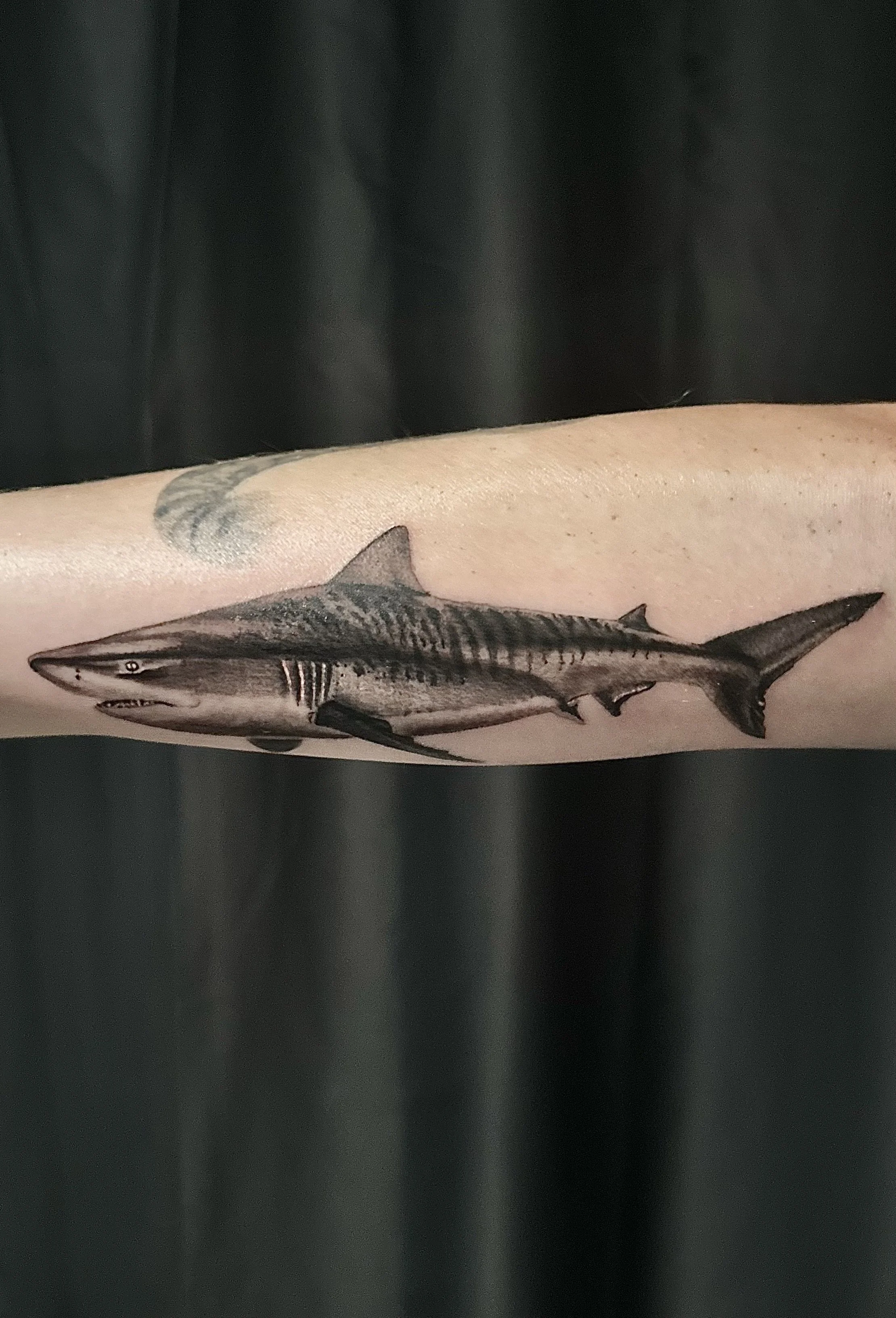 Tiger Shark.jpg