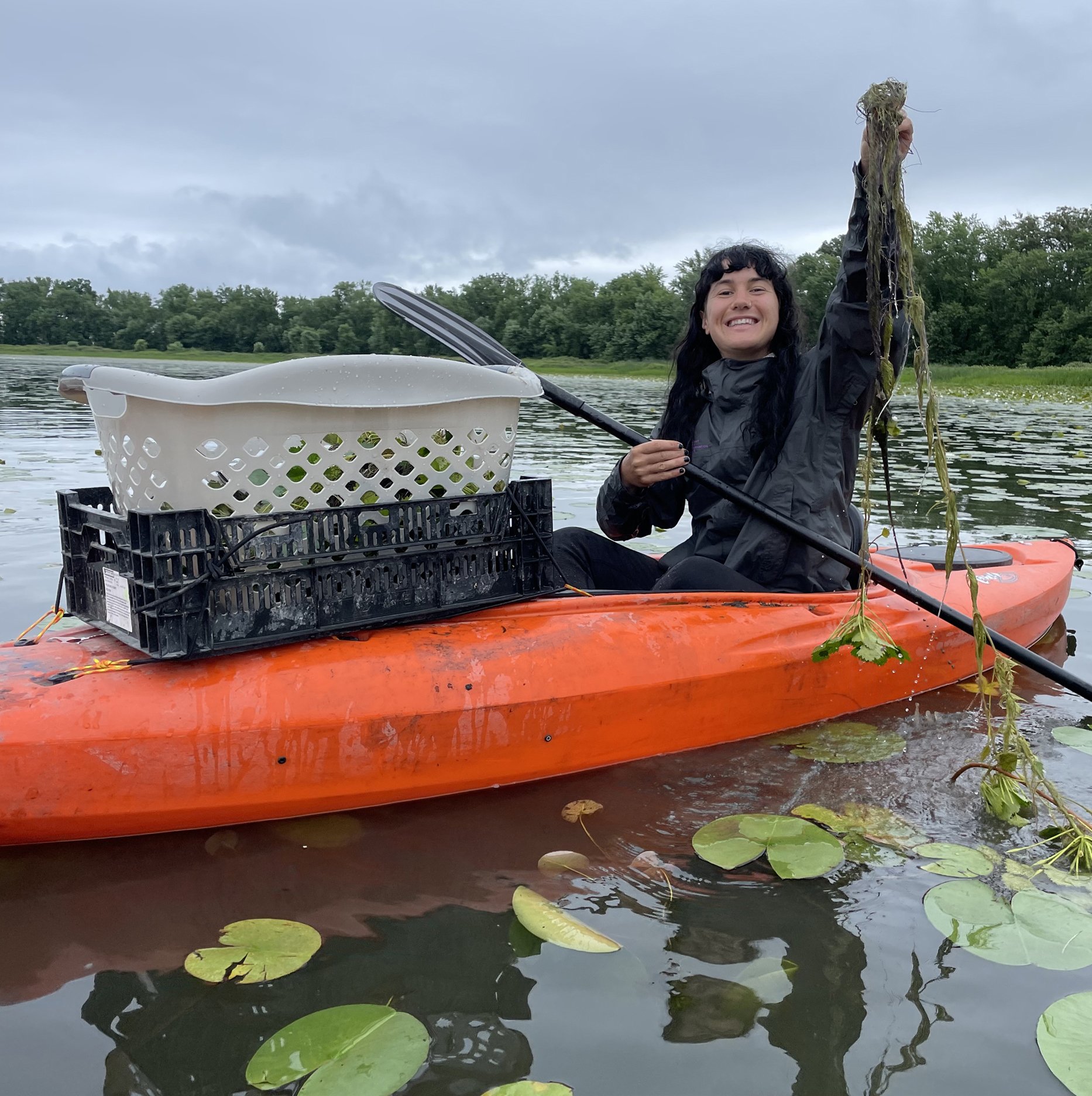 Person in a kayak with a net pulling invasive species from the water