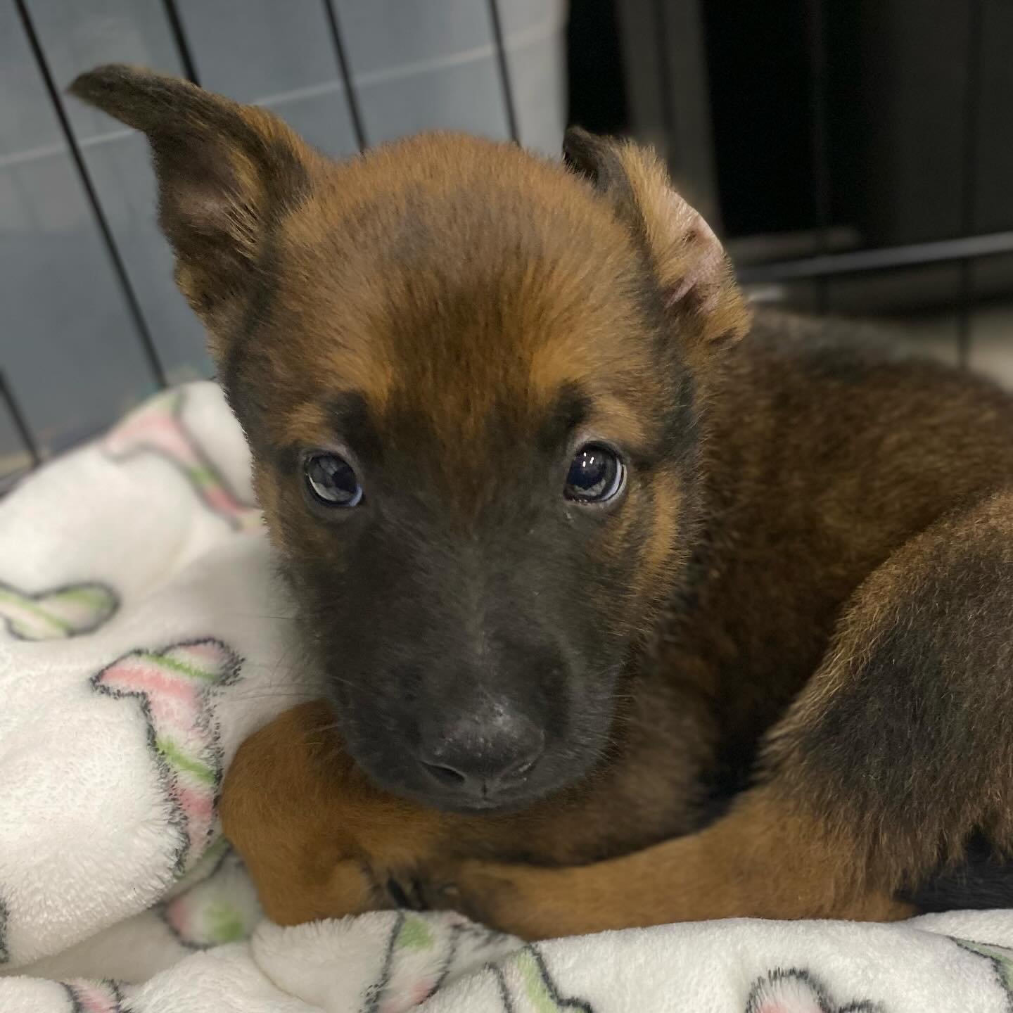 CUTENESS OVERLOAD!!!!!!!!!!!!!! We received an urgent message from someone about a litter of puppies in a bad situation that were less than a month old. We had just finished getting our last batch of German Shepherd puppies adopted and I said no pupp