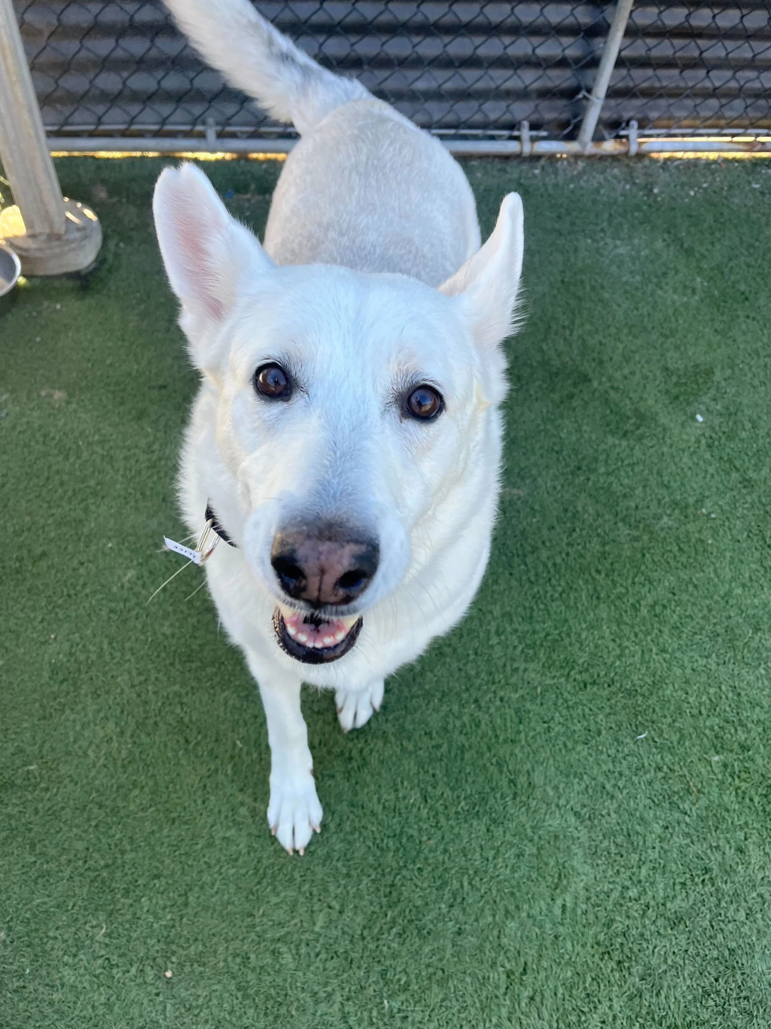 Spot Grooming Dog Adoption Event — Love's Legacy Rescue