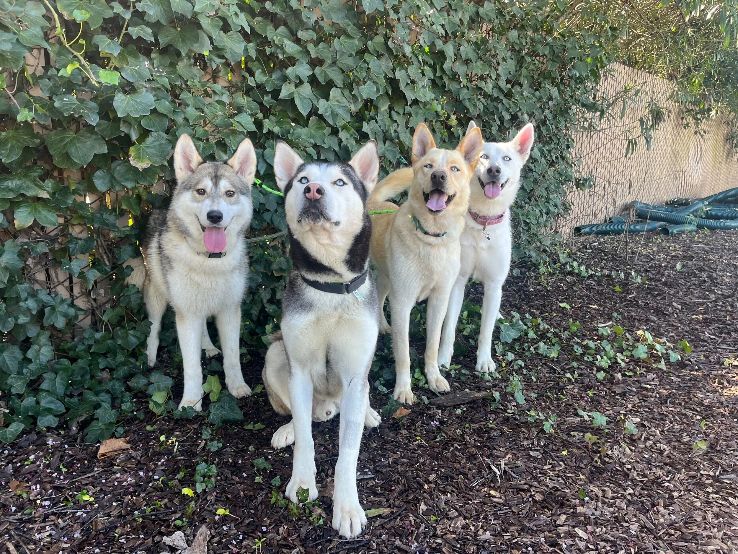 How Foster-Based Dog Rescue Works: From Shelter to Safe Home