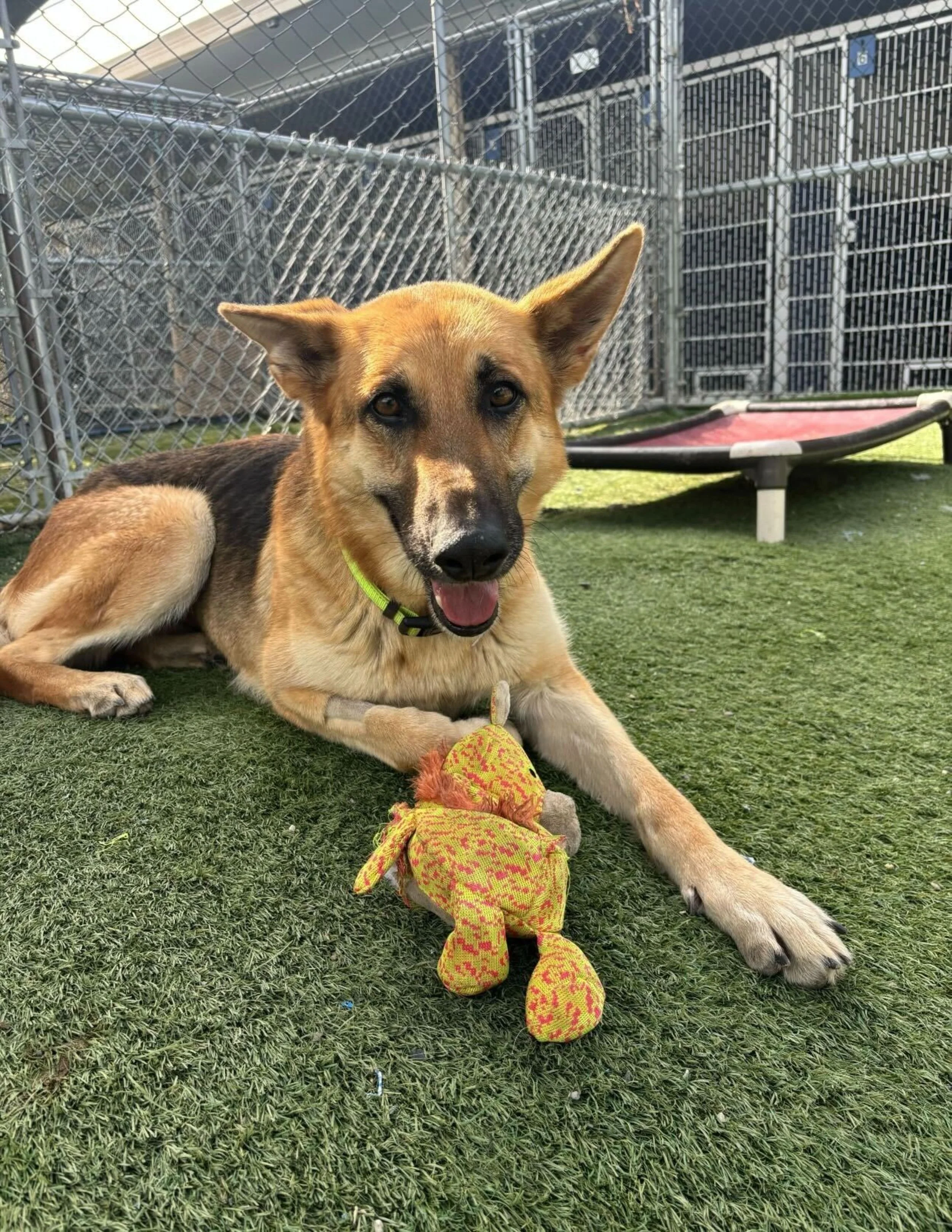 How Does My Donation Help Rescue Dogs?