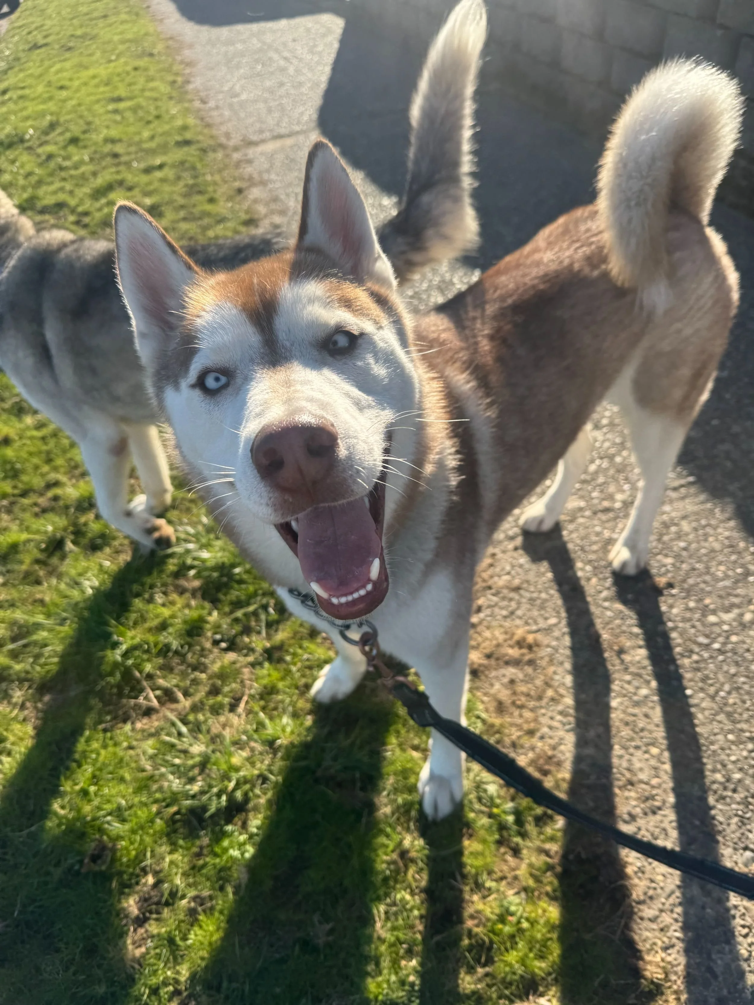 A Siberian Husky dog with blue eyes standing on grass and pavement, looking up at the camera with tongue out, during daytime