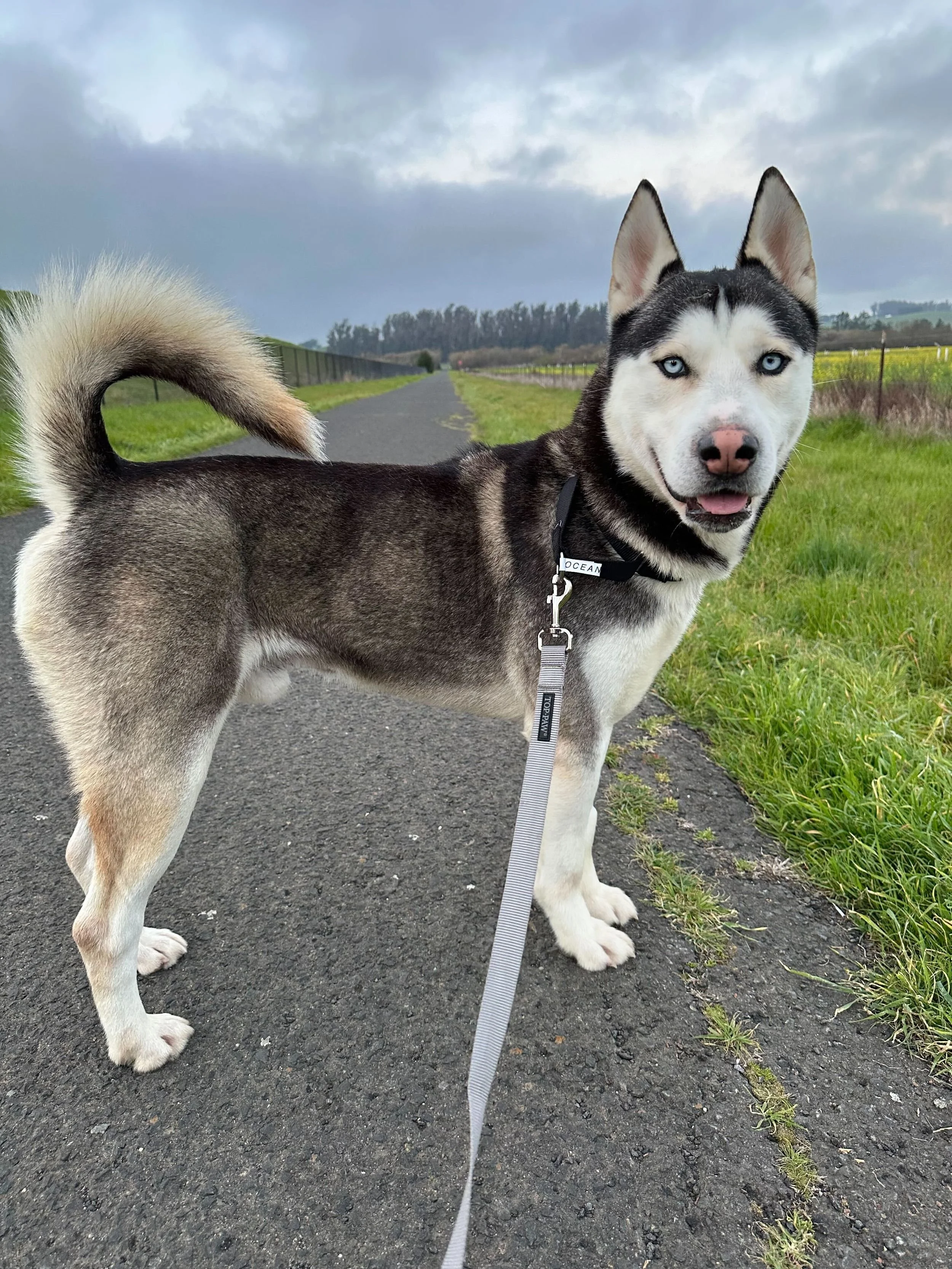 Husky dog on a leash standing on a paved path in a countryside setting with green grass and cloudy sky.