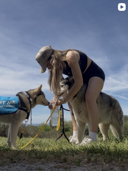 A woman in a black sports bra and shorts bending down to pet a Siberian Husky during a sunny outdoor walk, with another Husky nearby wearing a blue service vest.