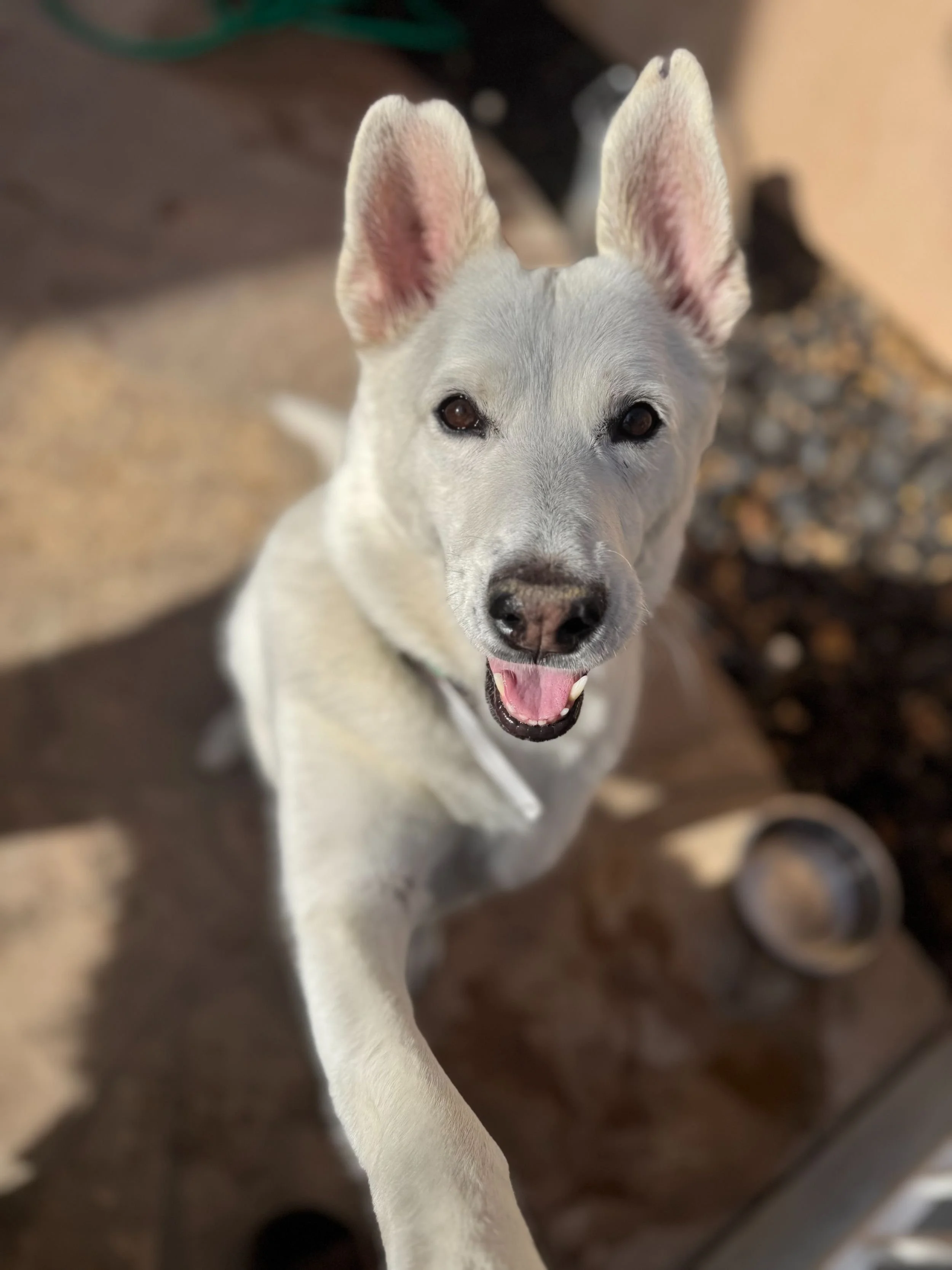 A happy white dog with pointed ears, looking up at the camera with a friendly expression, outdoors on a concrete surface.